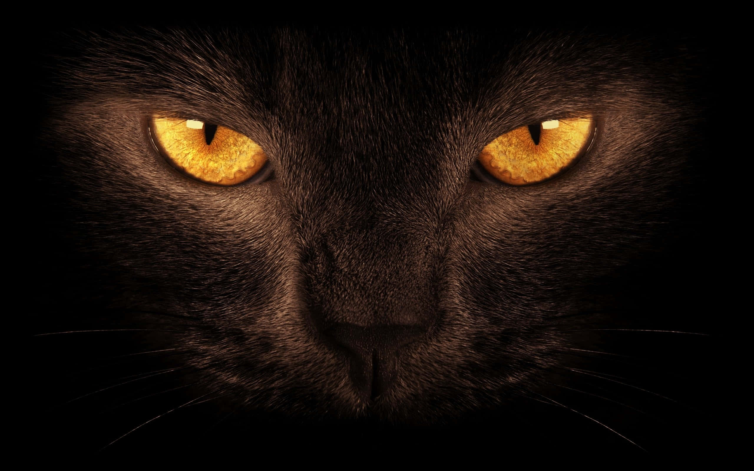 Denne forførende svarte katten titter ut av mørket med et vitende blikk. Bakgrunner