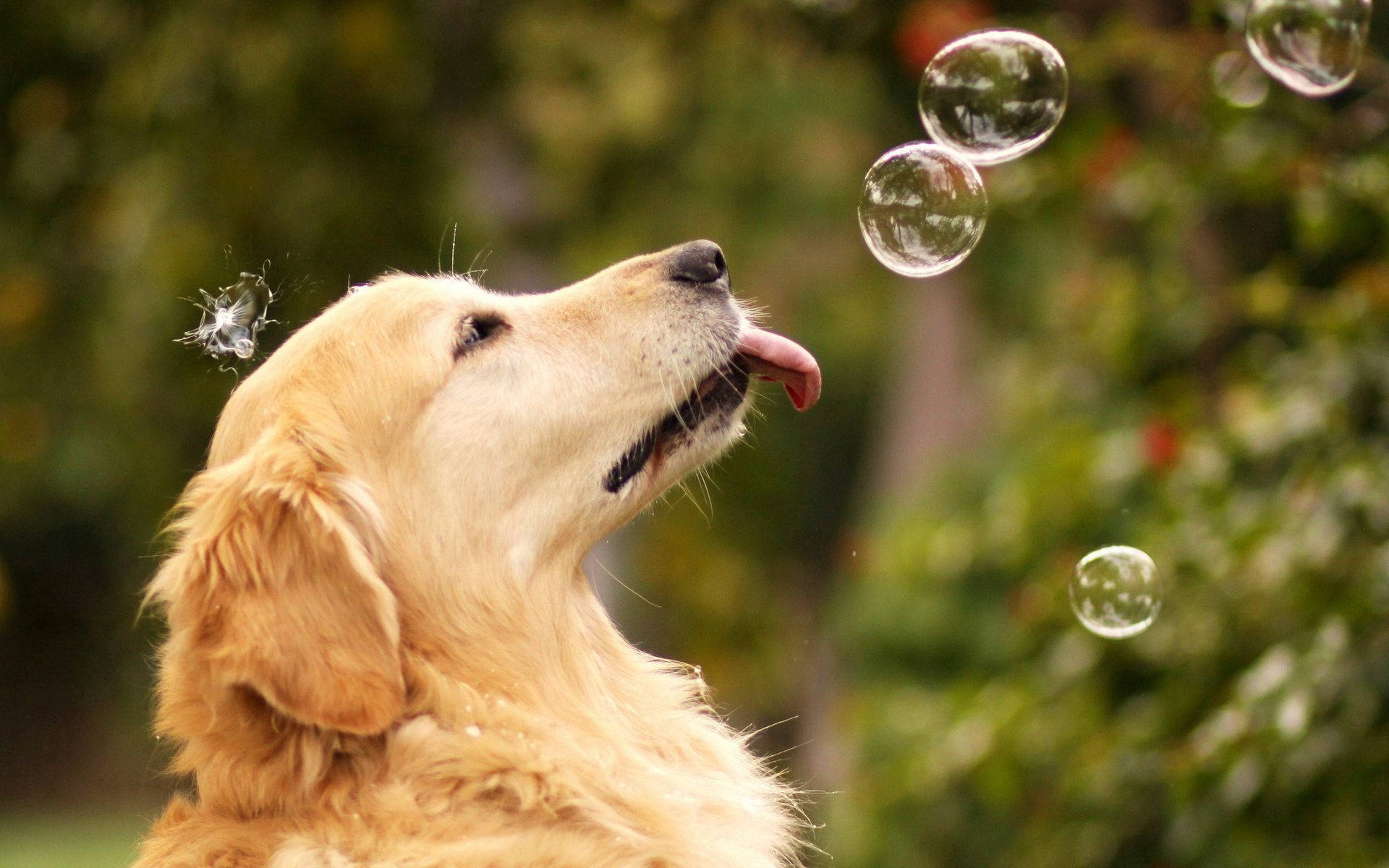 Søt golden retrieverhund som leker med bobler i hagen bakgrunnsbilde