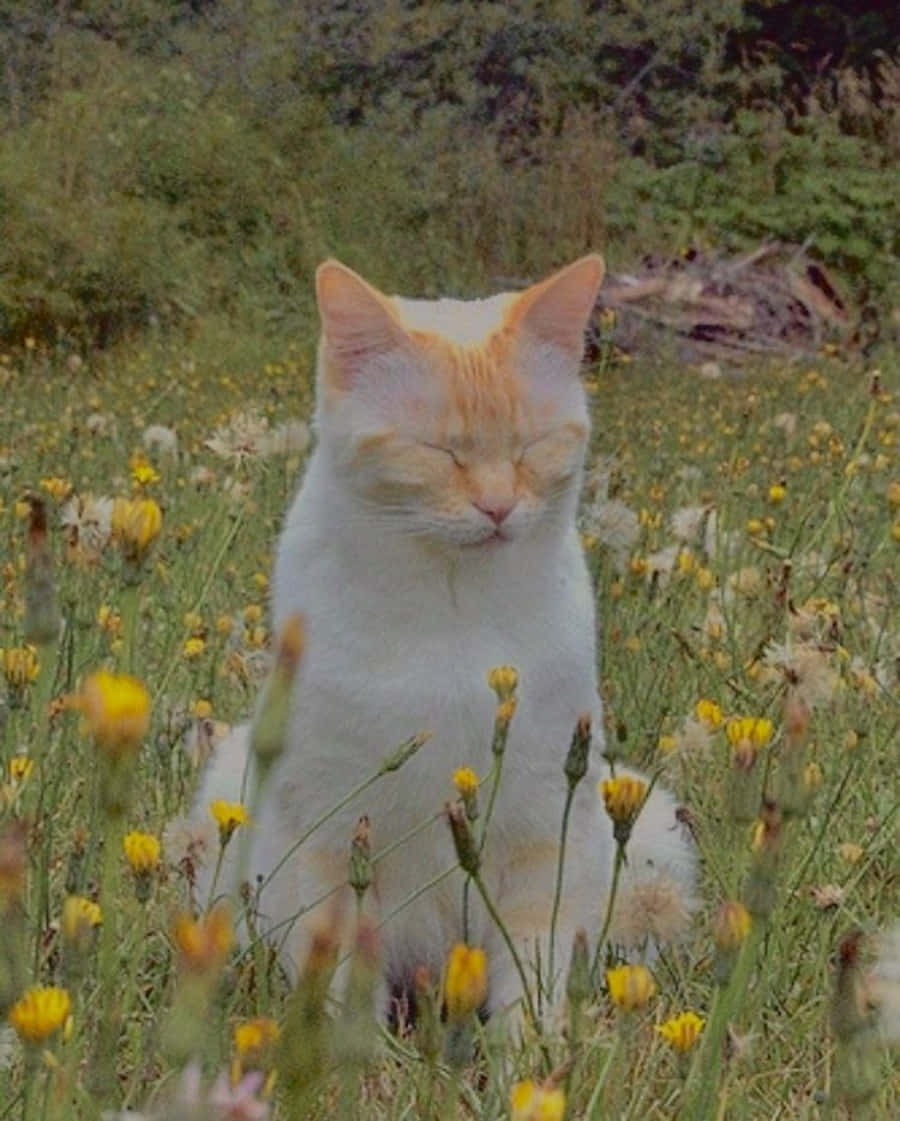 Denne majestetiske estetiske katten er klar for dagen! Bakgrunner