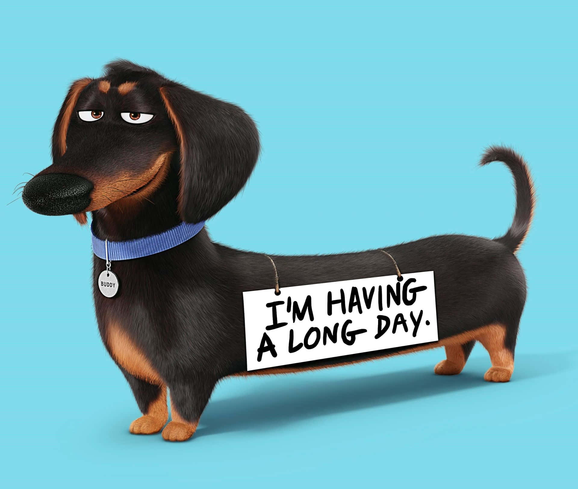 Denne søte dachshundvalpen vil lyse opp dagen din! Bakgrunner