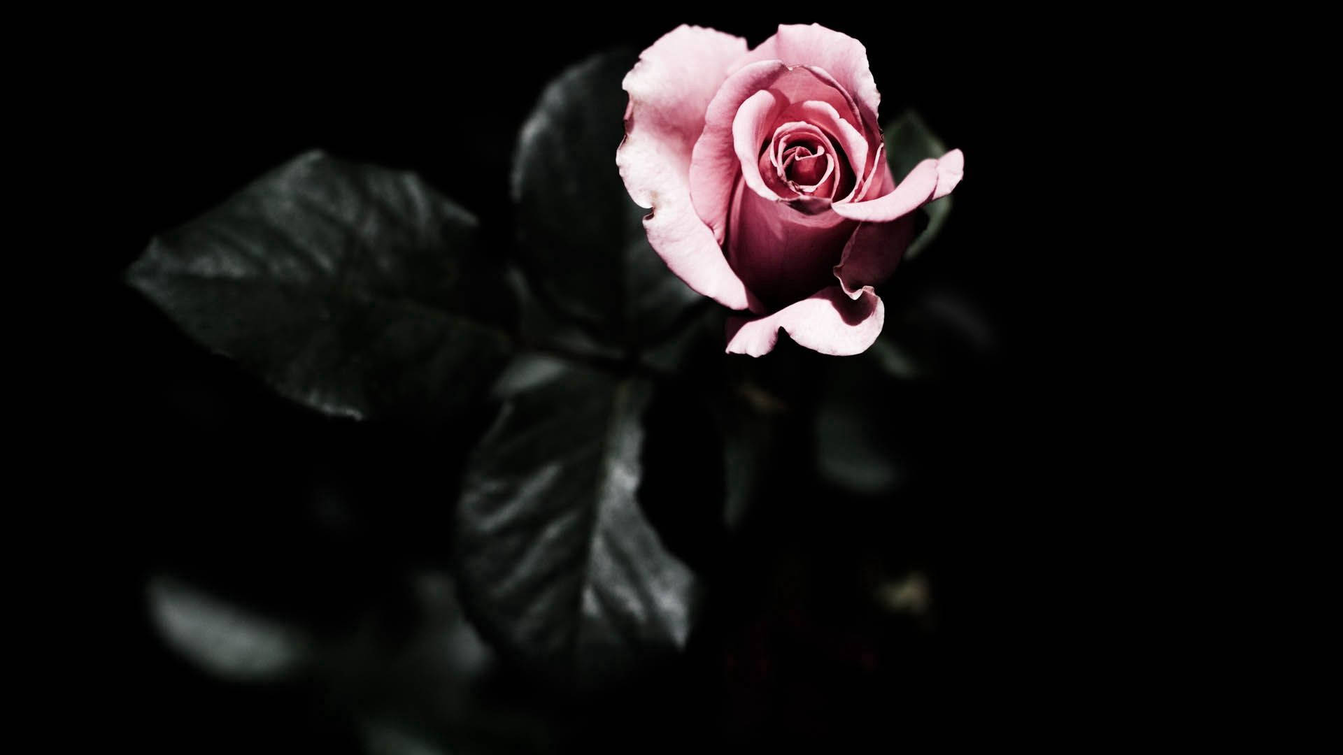 Forhåndsvisning bakgrunn rose, blader, plante