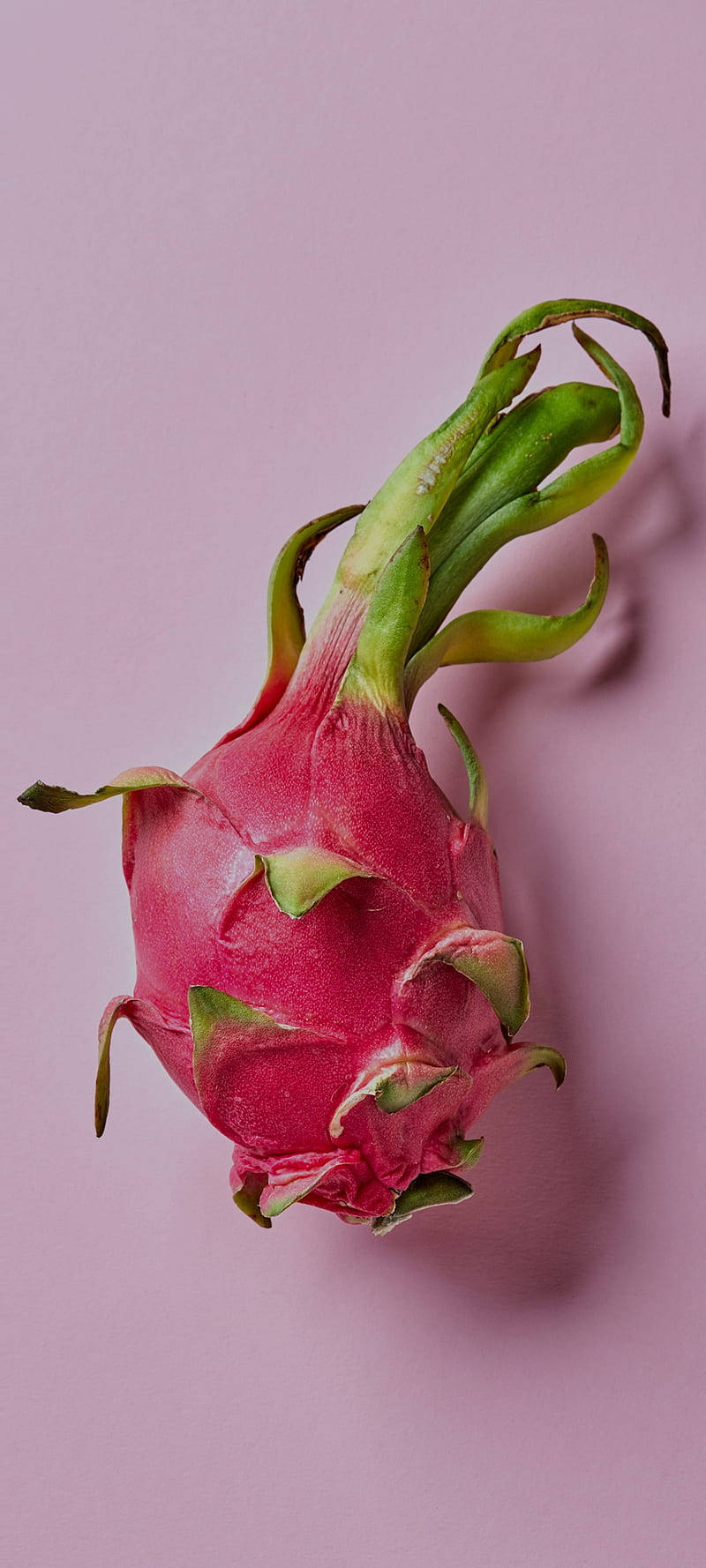 Dragefrukt Fotografi Pastellrosa Bakgrunn Bakgrunner