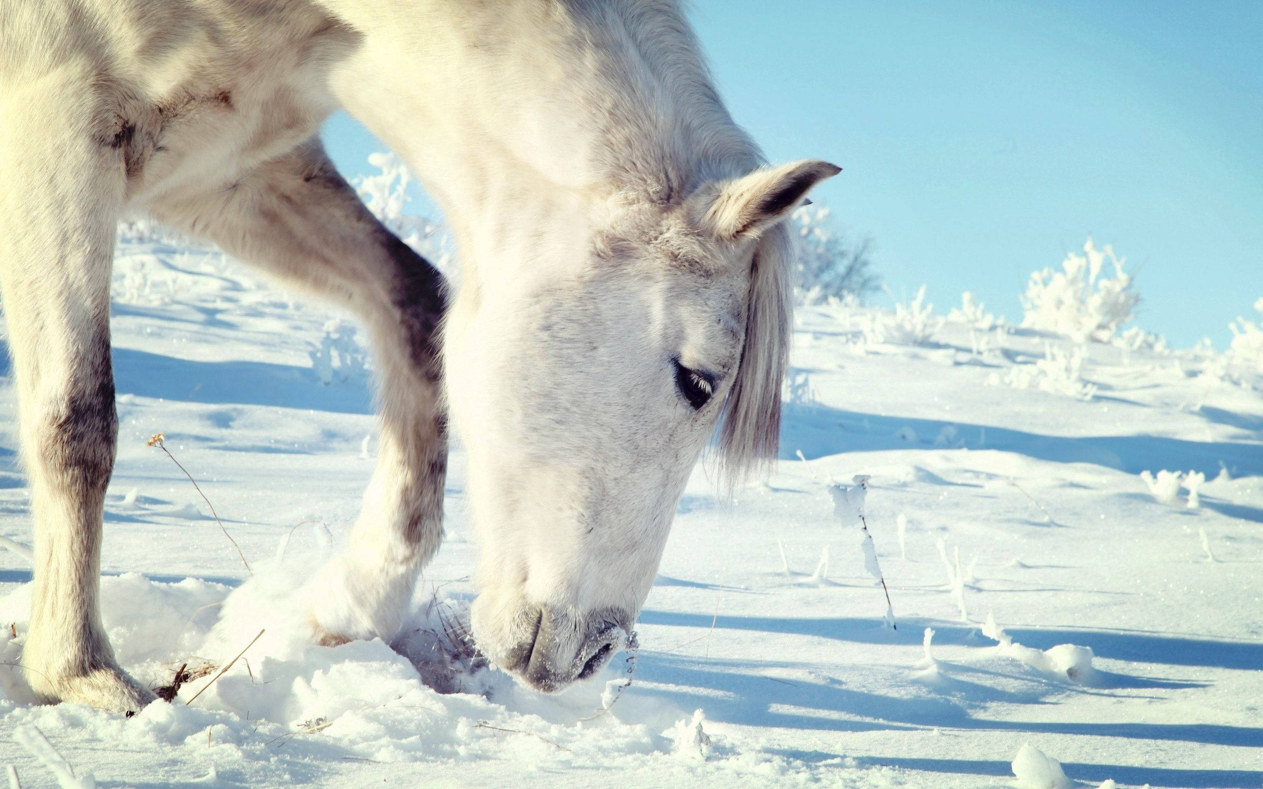 Elegant hvit hest som beiter i snøen Bakgrunner