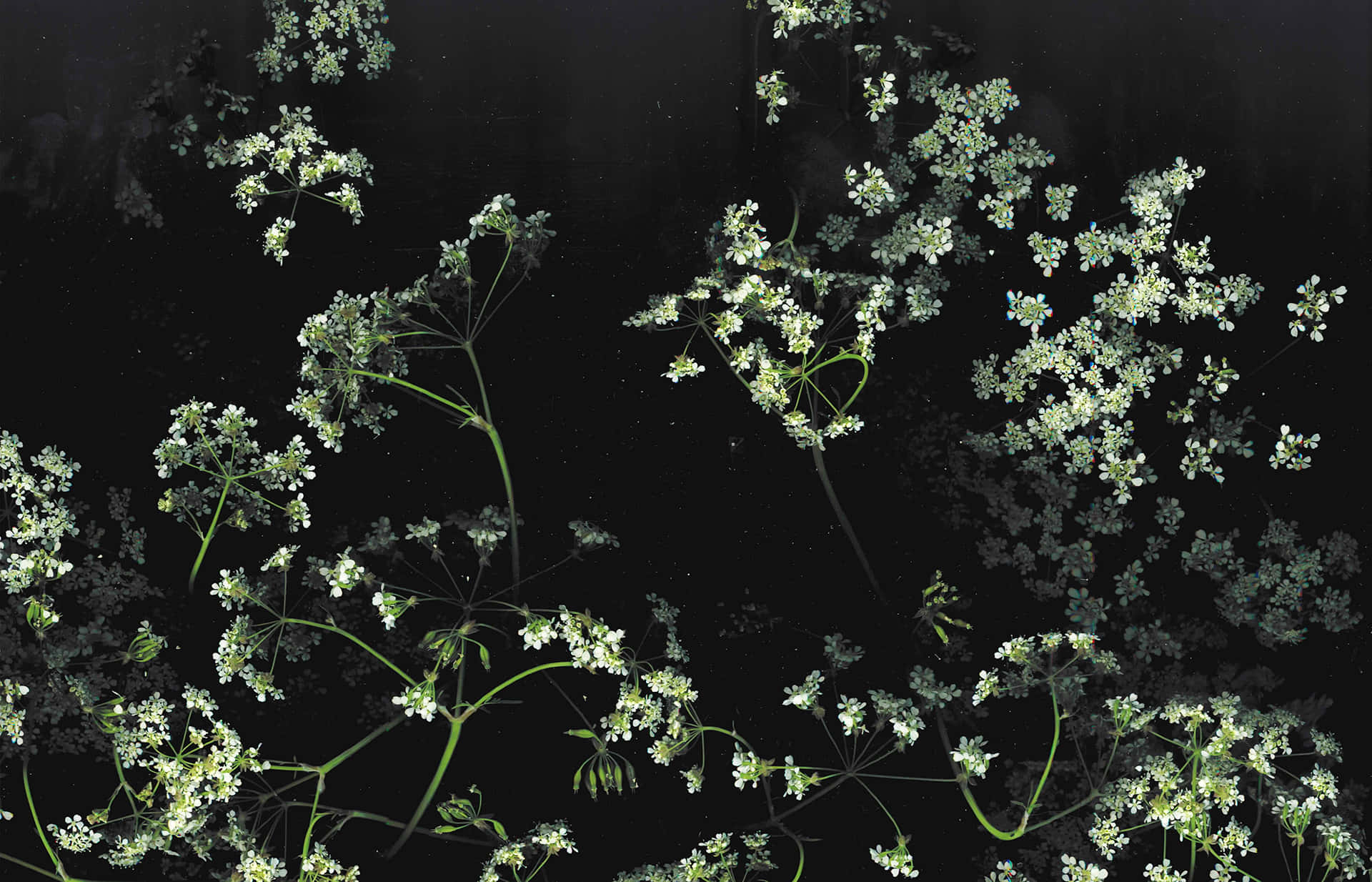 Elegant mørk blomsterbakgrunn Bakgrunner