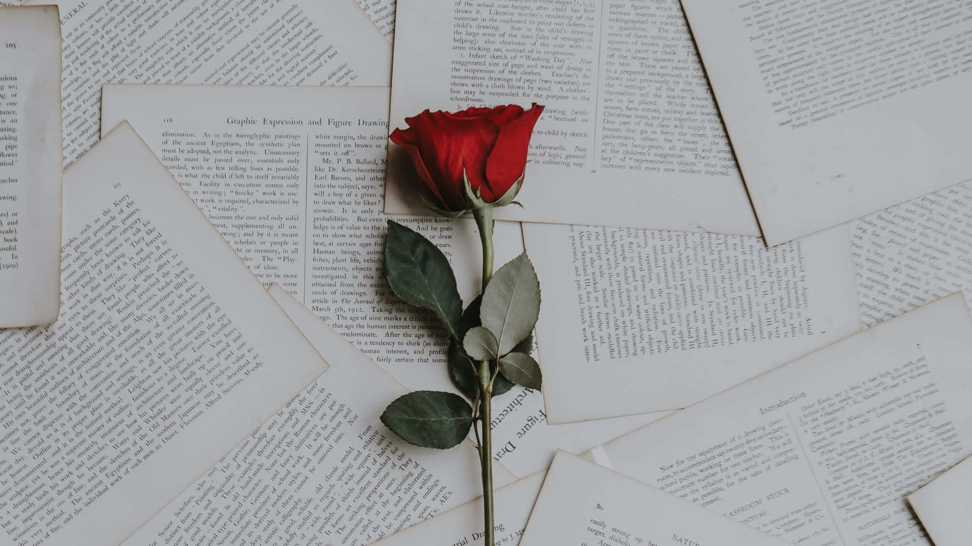 Elegant rose-laptop Bakgrunner