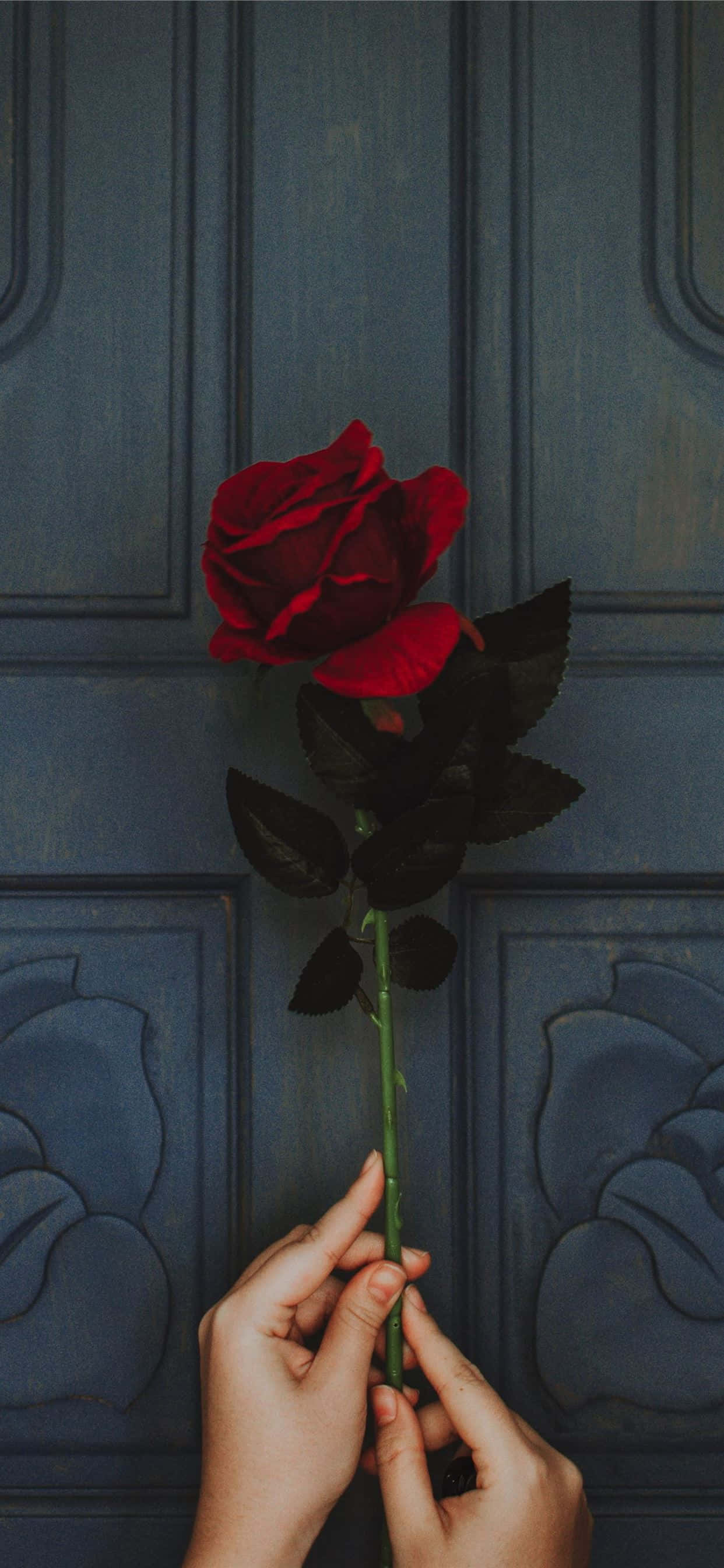 Elegant utsprunget rose Bakgrunner