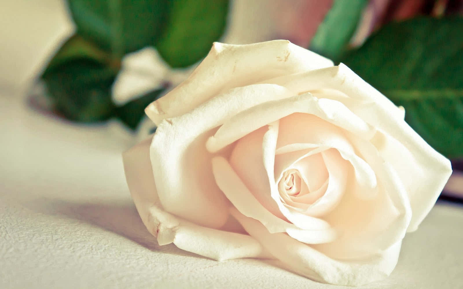 Elegante hvite rosebilder Bakgrunner