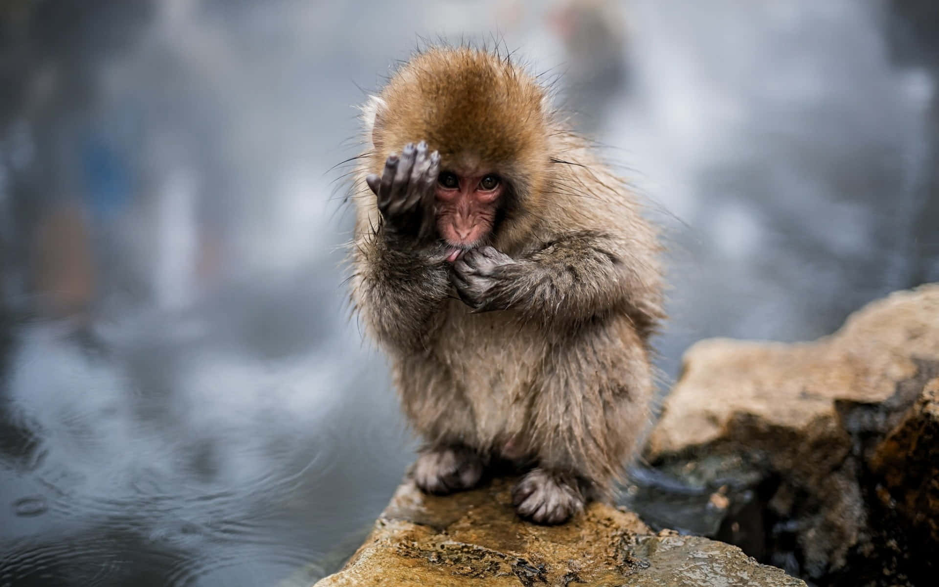 en ape sitter på steiner og ser på vannet Bakgrunner