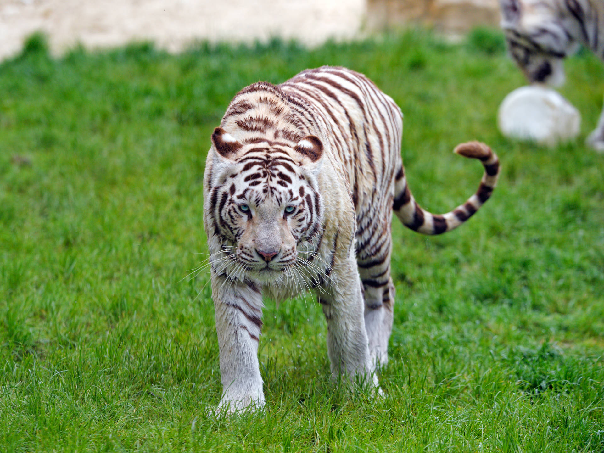 Bakgrunnsbilde av hvit tiger som går sakte på grønt gress