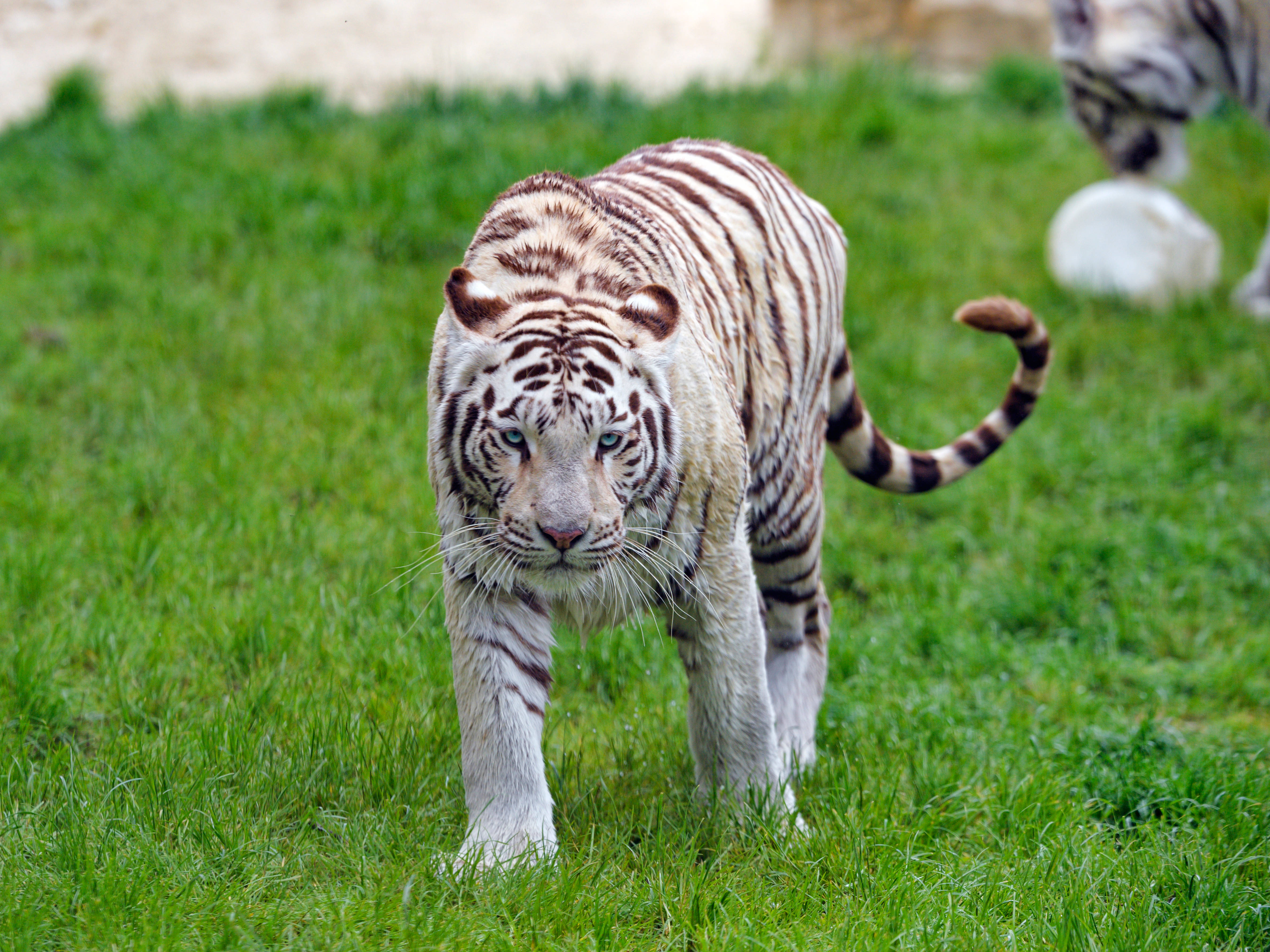 En betagende hvit tiger som går grasiøst gjennom gresset Bakgrunner