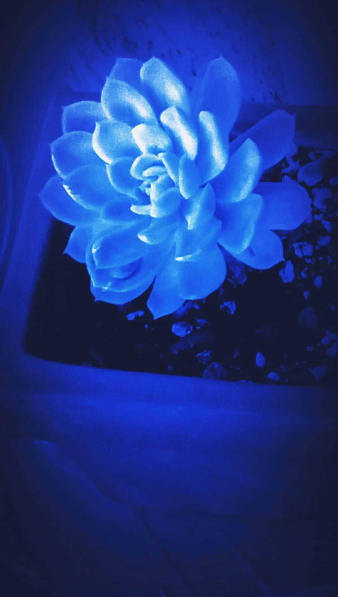 en blå blomst i en potte Bakgrunner