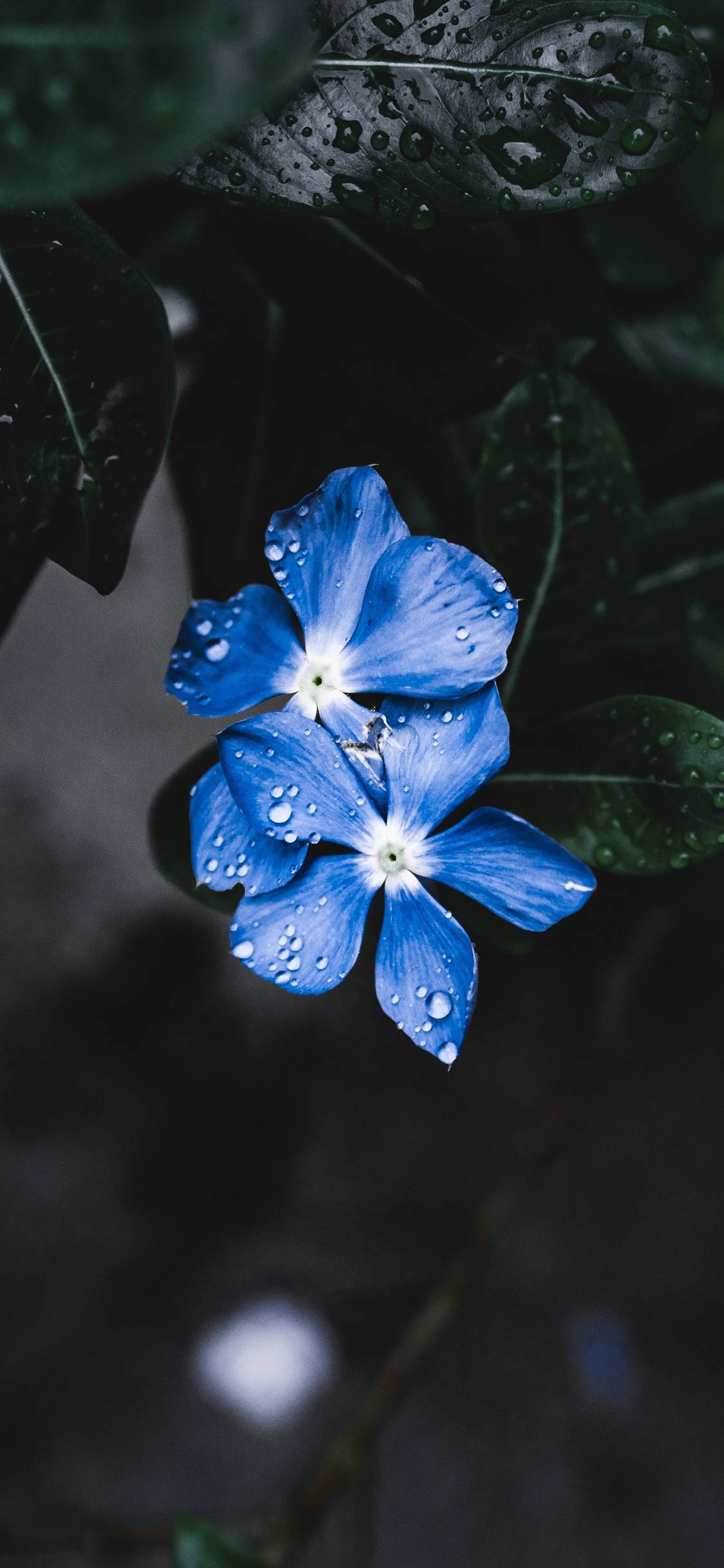 en blå blomst med vanndråper på Bakgrunner