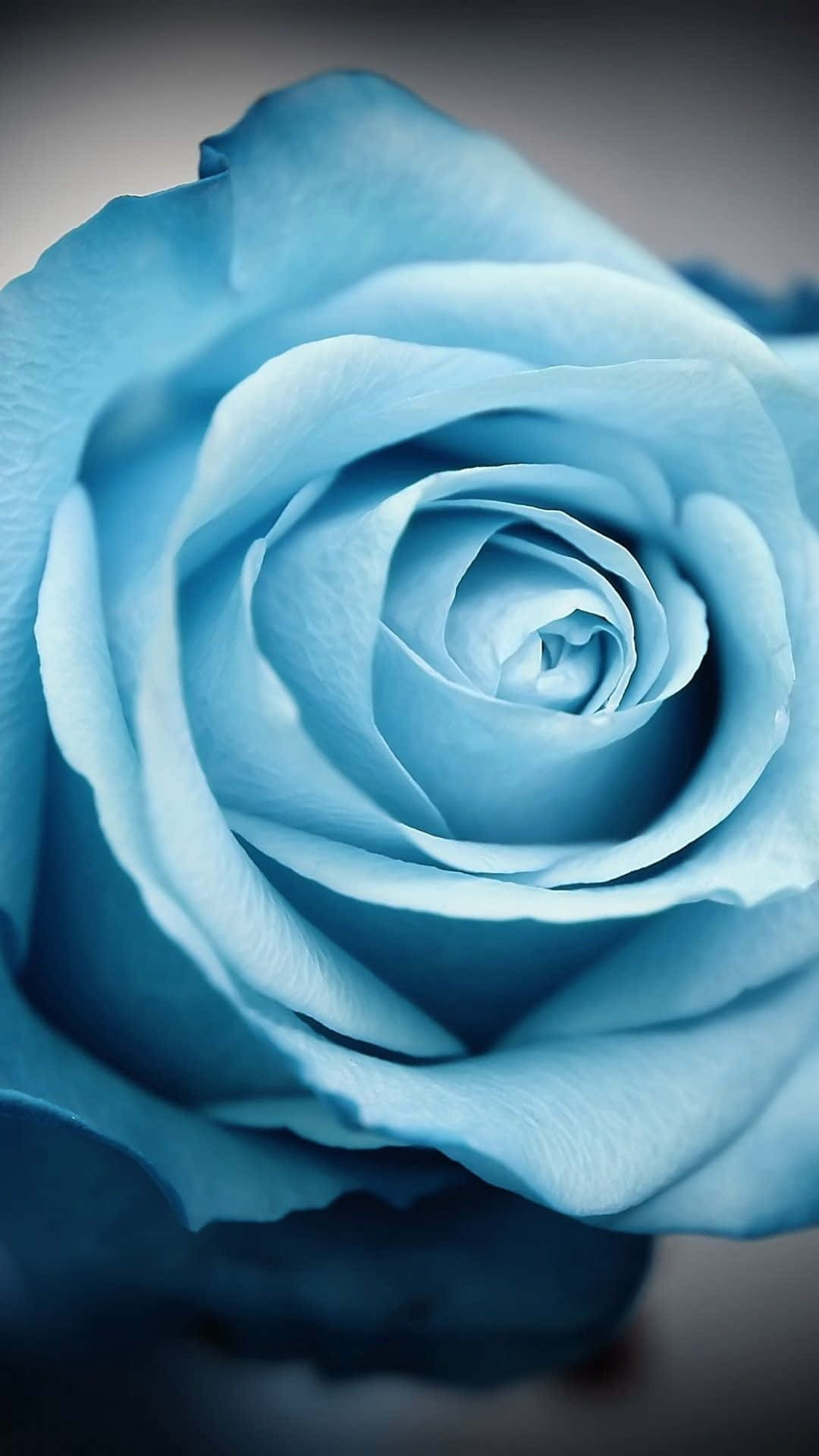 en blå rose vises mot en svart bakgrunn Bakgrunner