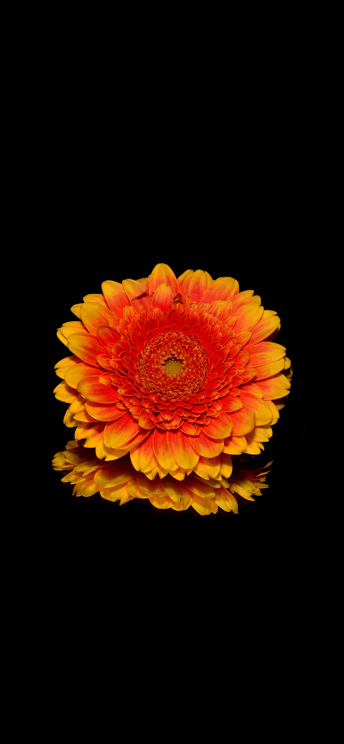 en blomst er i vannet Bakgrunner