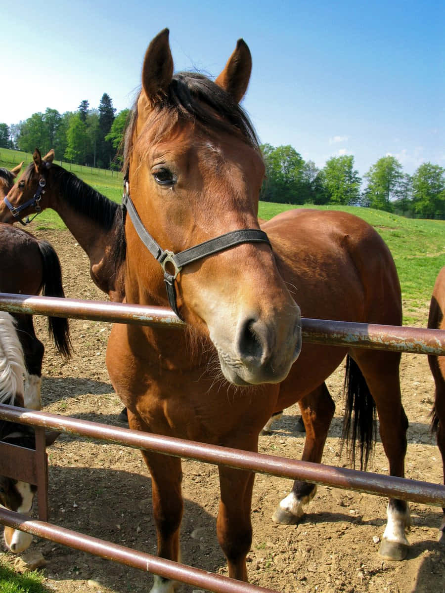 En brun hest som poserer selvsikkert i en solflekket eng Bakgrunner