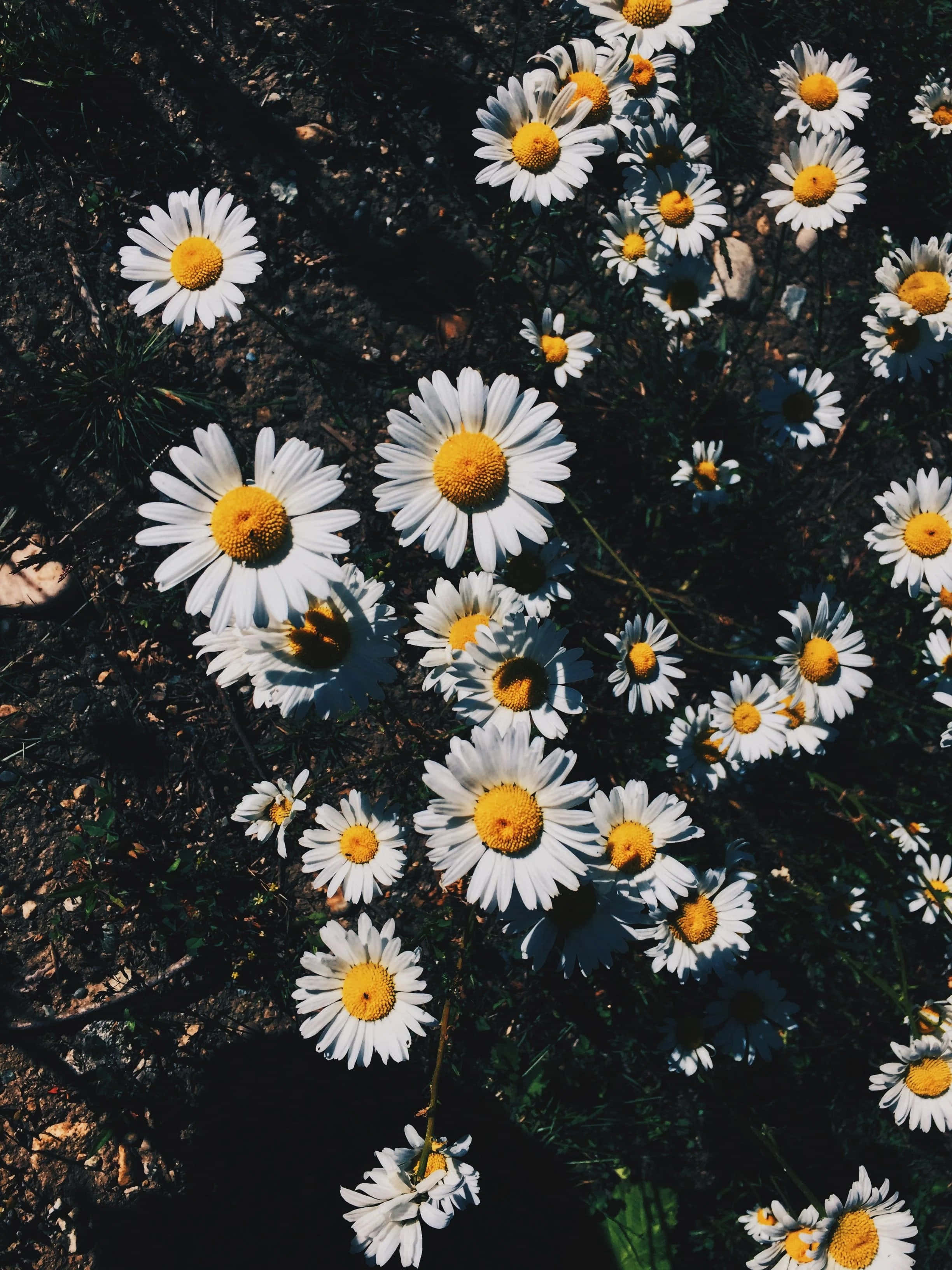 "En bukett av livlige estetiske blomster" Bakgrunner