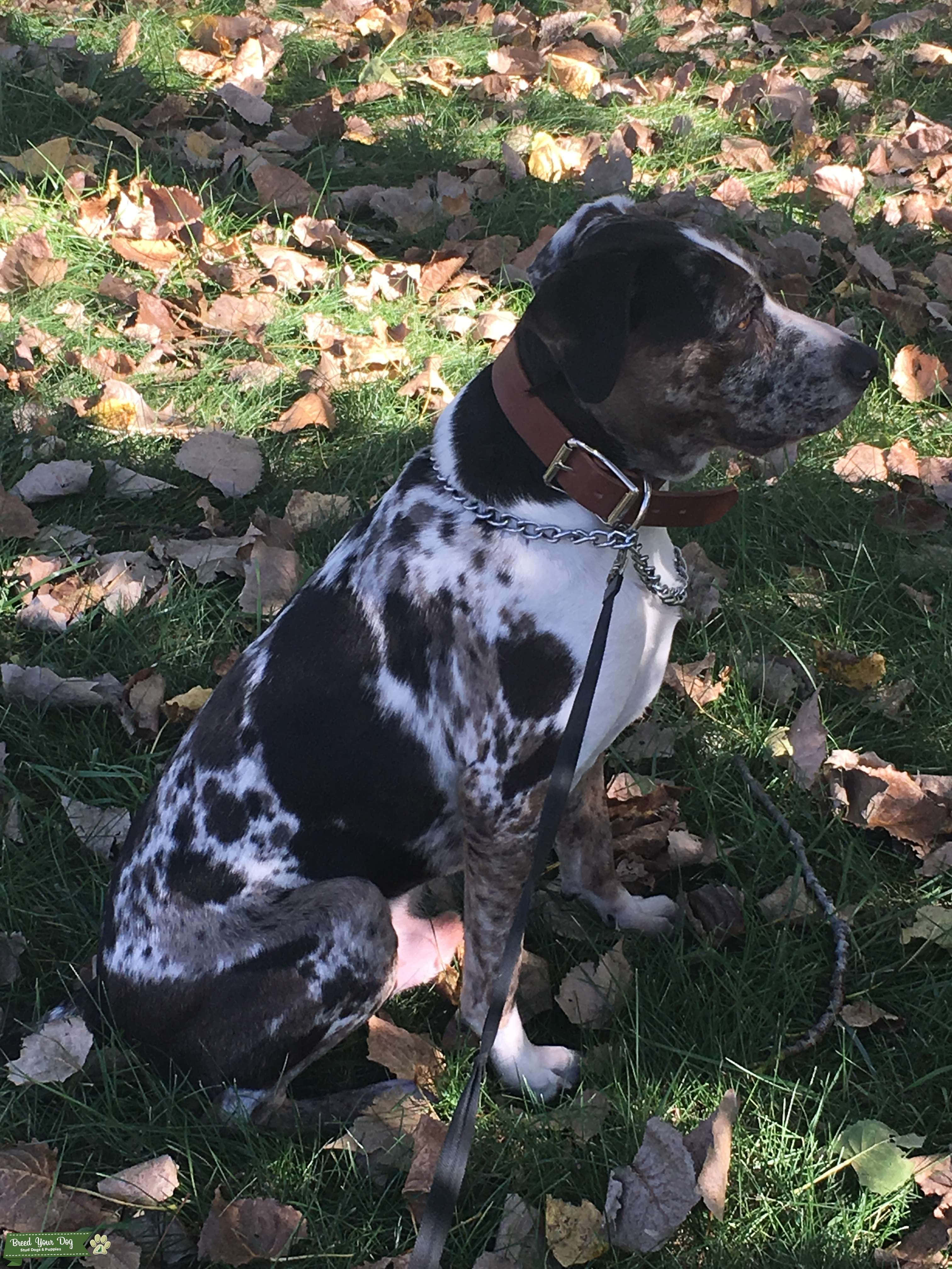 En Catahoula Leopard Dog som sitter i solen Bakgrunner