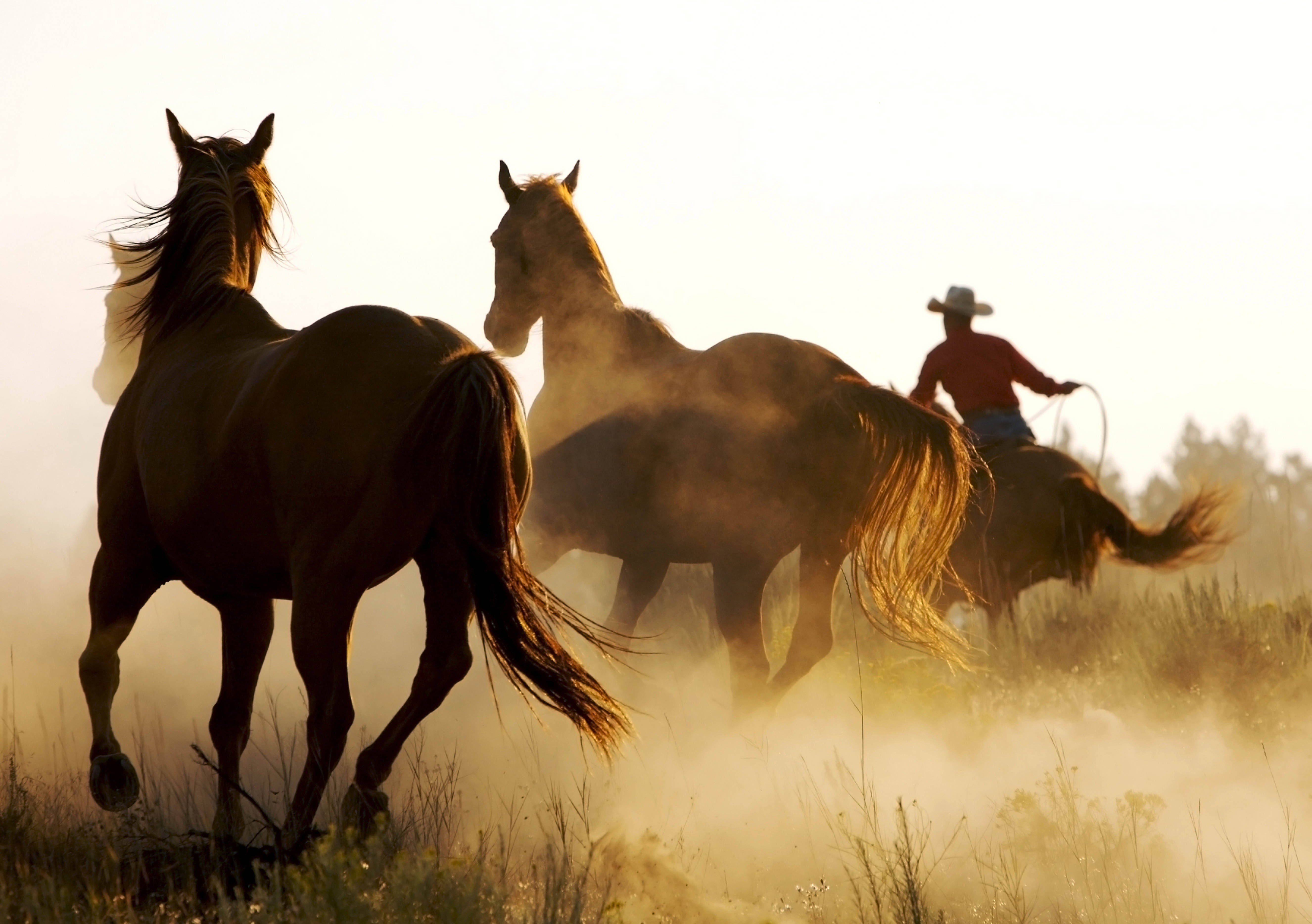 En cowboy som tar godt vare på hestene sine Bakgrunner