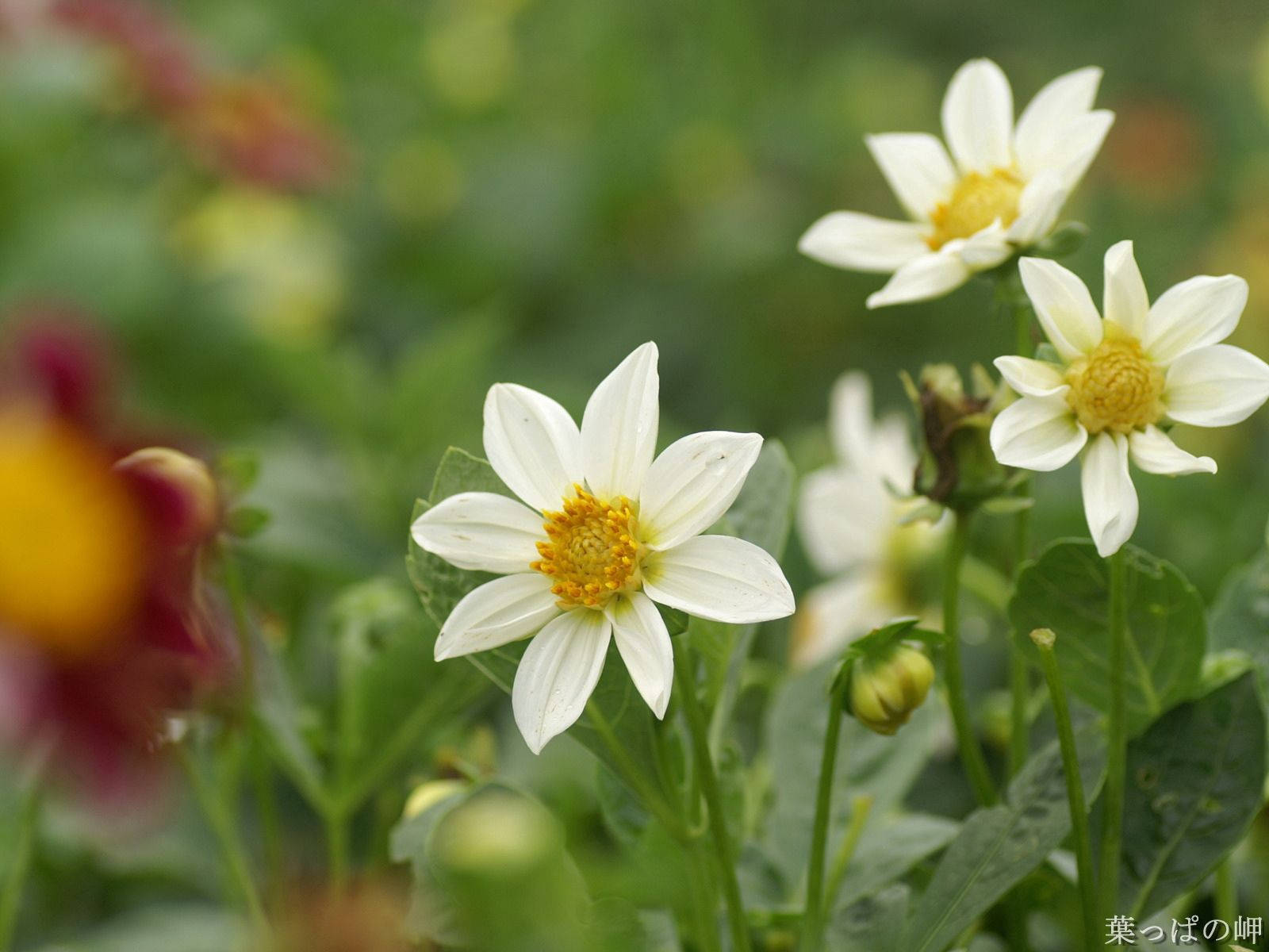 En delikat hvit blomst Bakgrunner