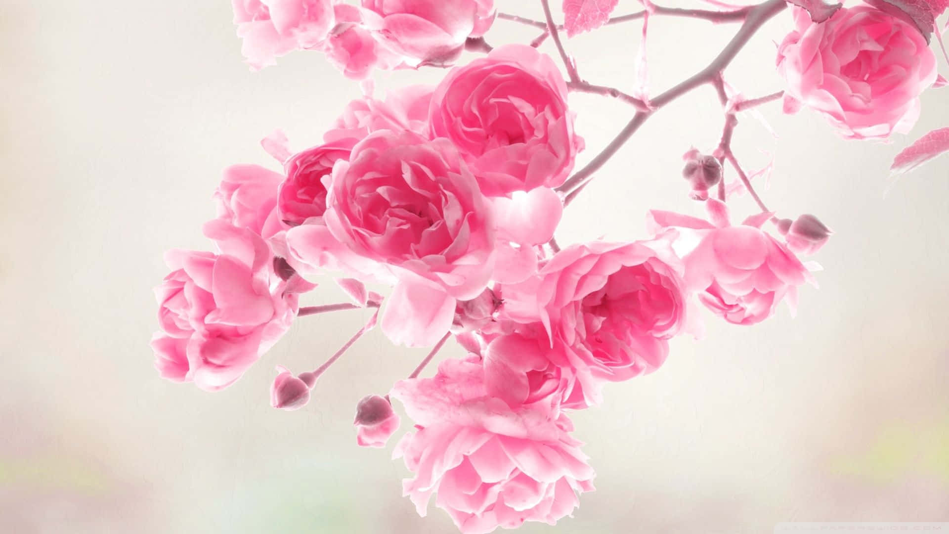 En delikat rosa blomsterbakgrunn perfekt for enhver anledning Bakgrunner