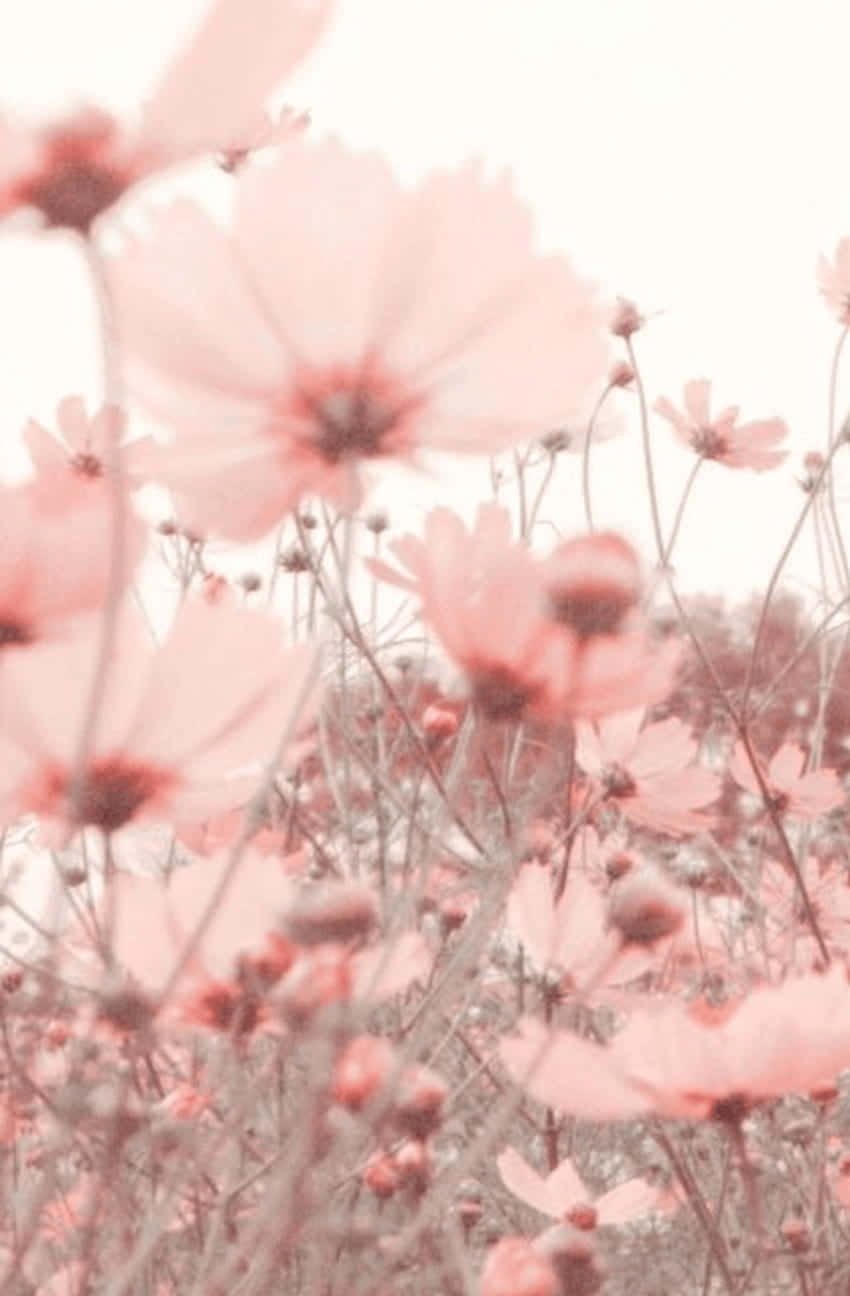 En delikat rosa blomst med kronbladene spredd i sollyset. Bakgrunner