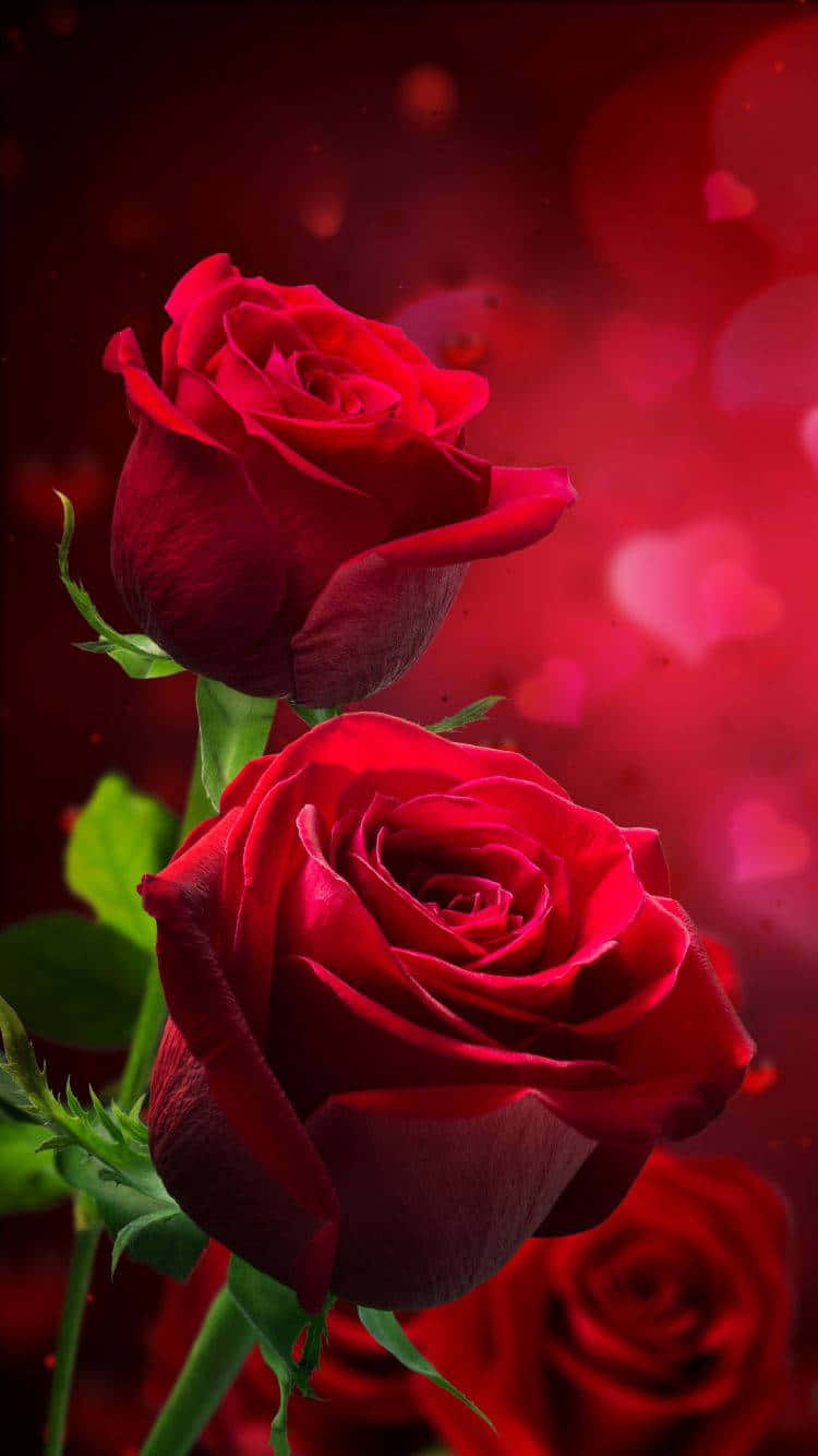 En delikat rosa rose i blomst. Bakgrunner