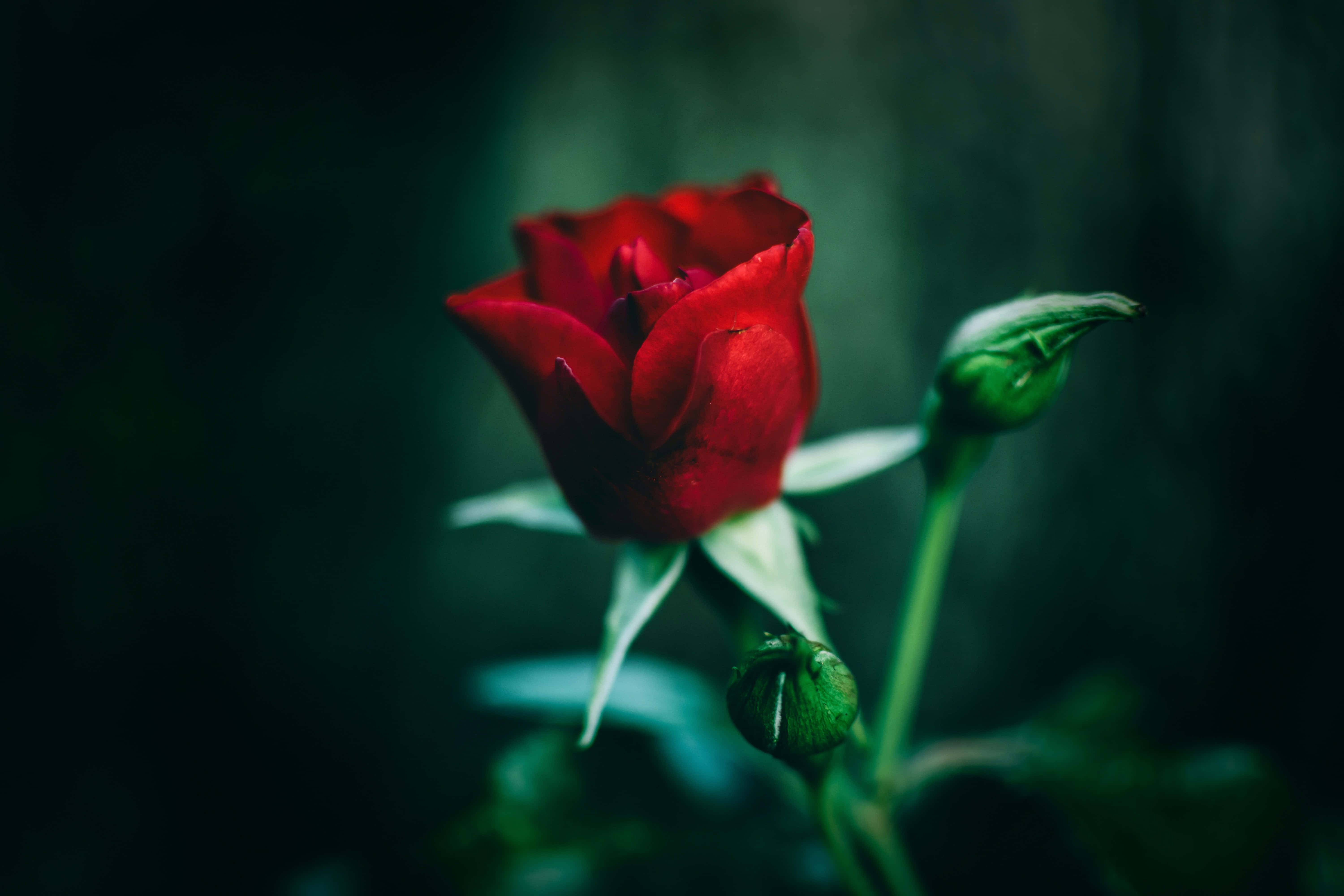 En delikat rosa rose i blomst Bakgrunner