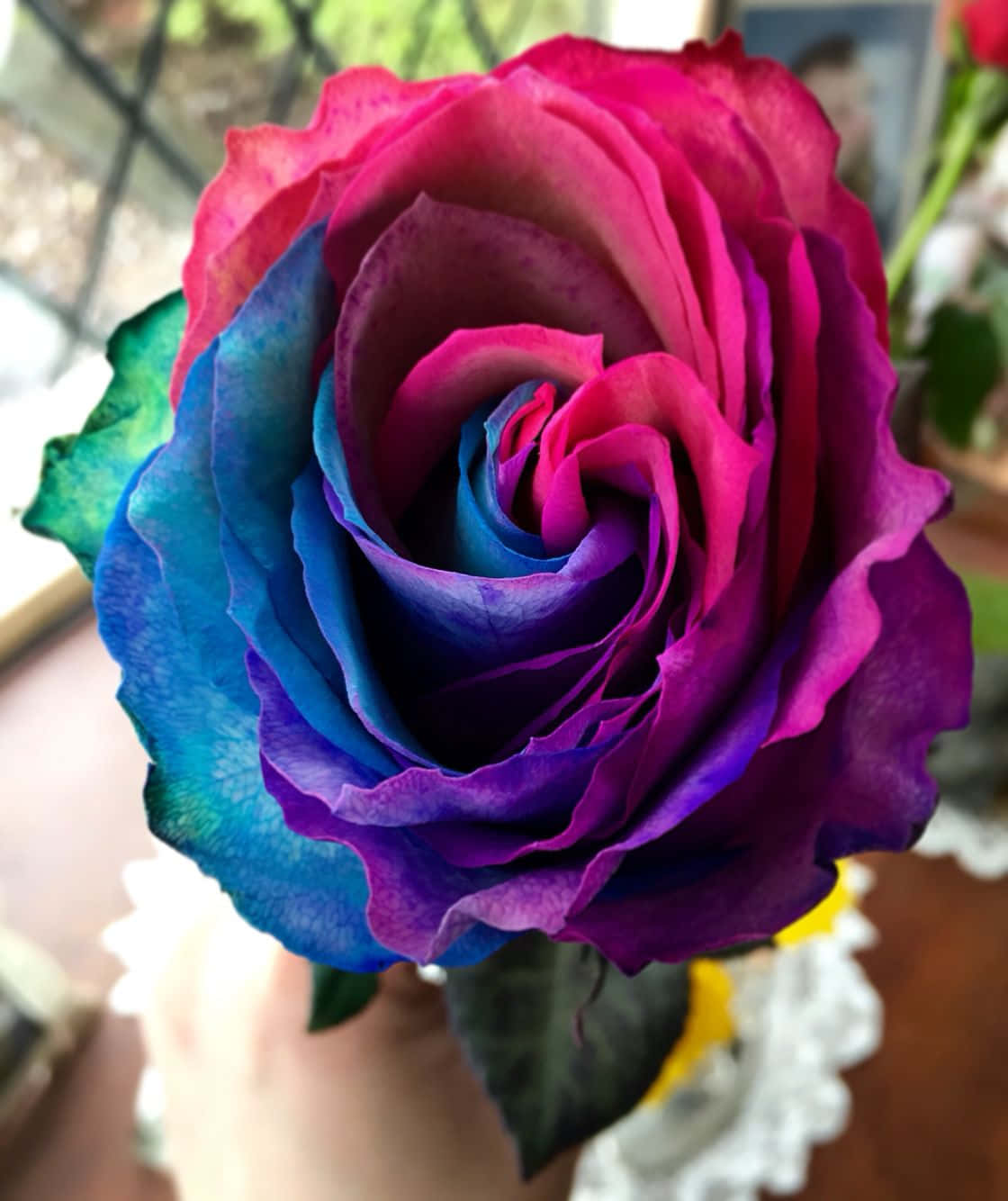 En delikat roseblomst med vakre kronblader Bakgrunner