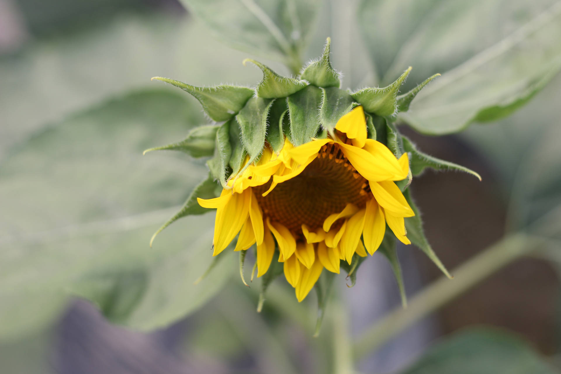 Blomstrende solsikke med kronblader som begynner å rette seg, blomst i blomstring.