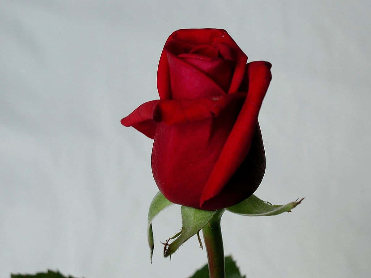 En elegant rosa roseblomst Bakgrunner