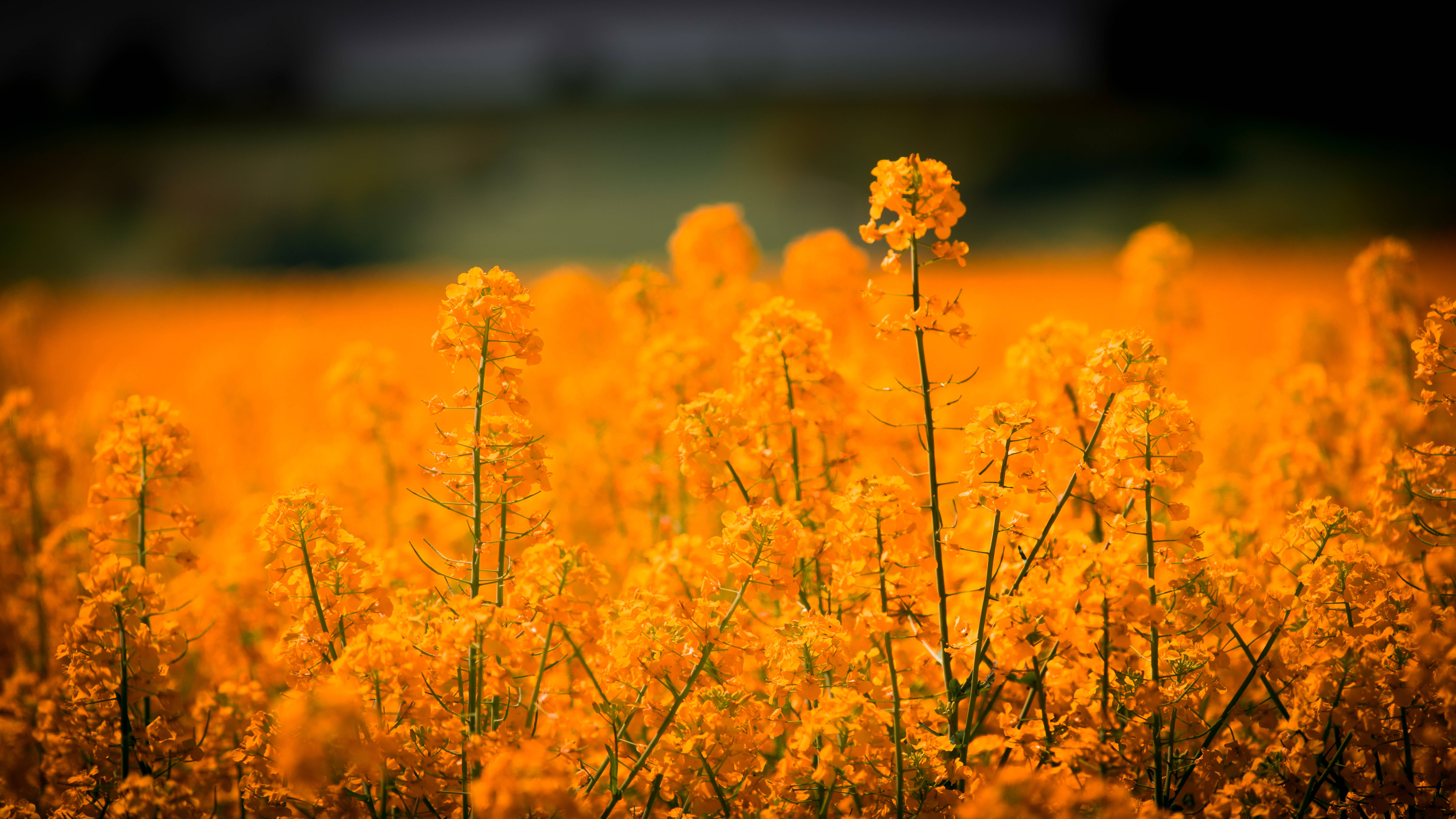 En eng med gyllent gress og fargerike blomster Bakgrunner
