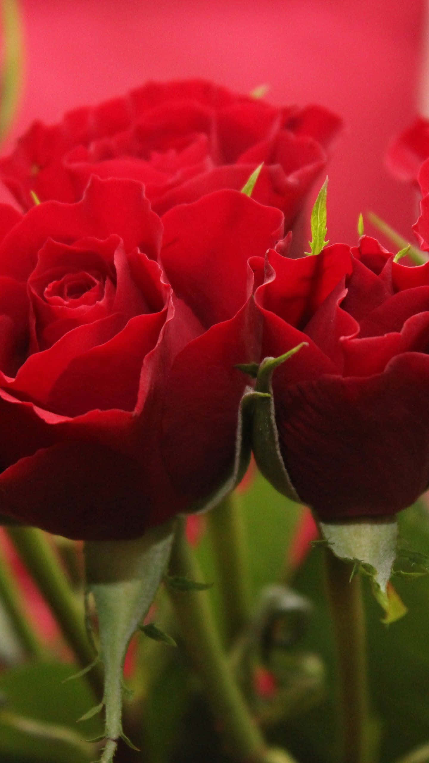 En enkelt rose i blomst Bakgrunner