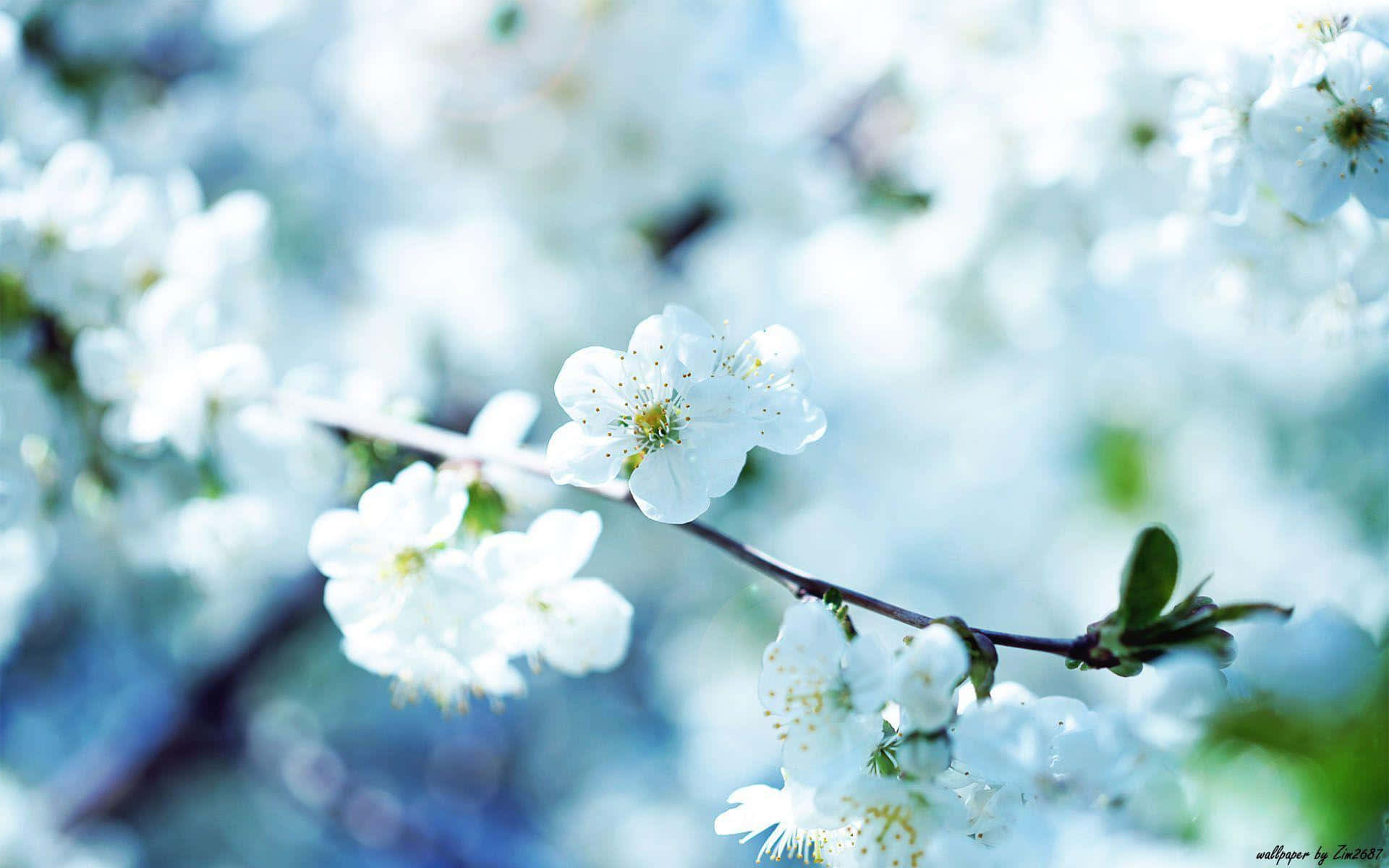 En ensom, vakker blomst som blomstrer på enga Bakgrunner