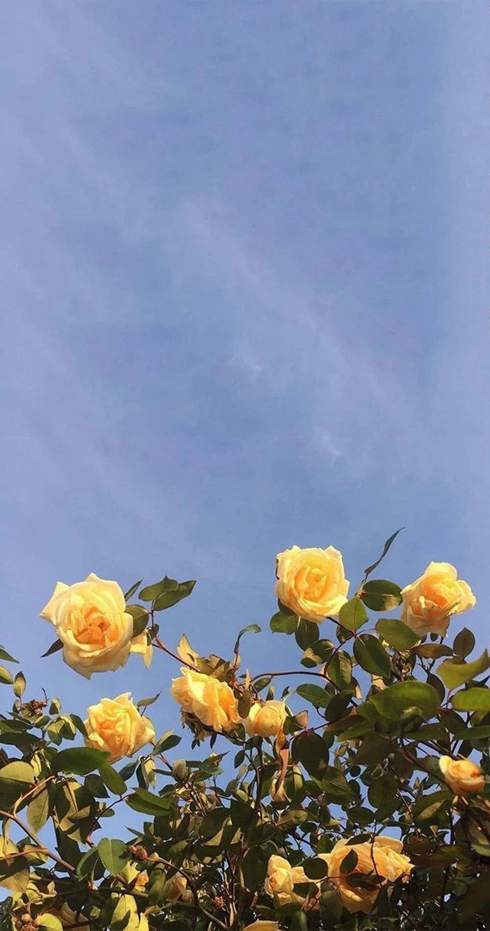 En estetisk bukett med blomster Bakgrunner