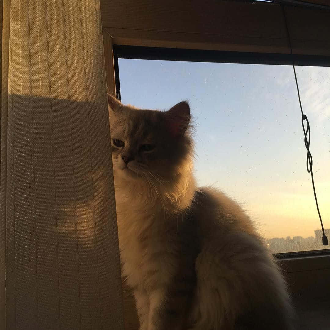 En estetisk katt klar til å spinne Bakgrunner