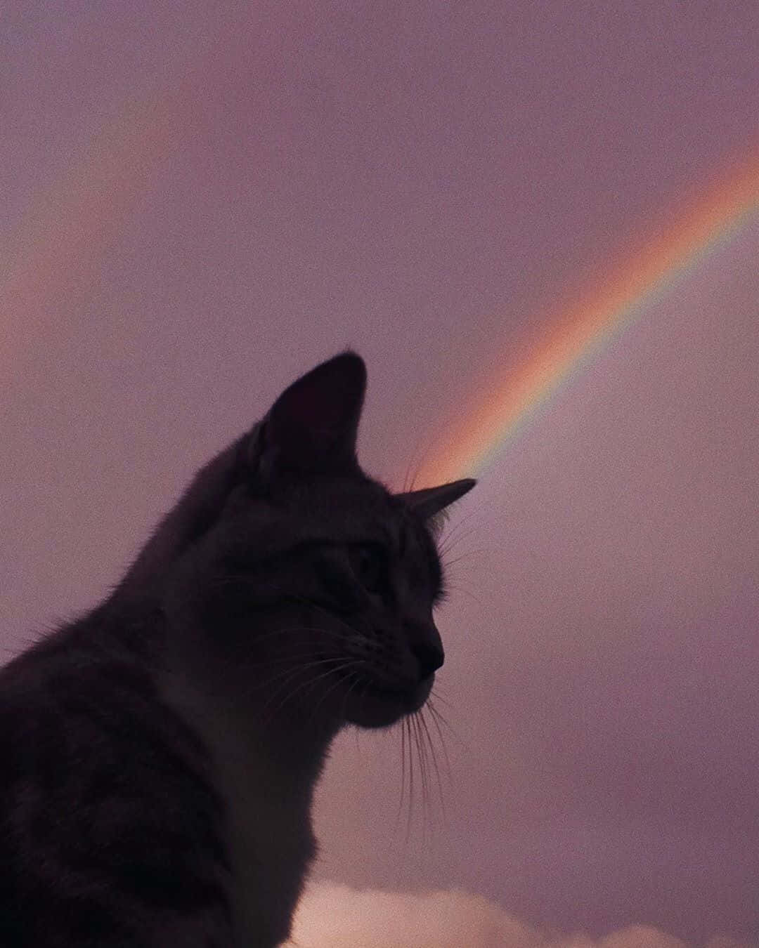 En estetisk katt i sitt naturlige miljø Bakgrunner