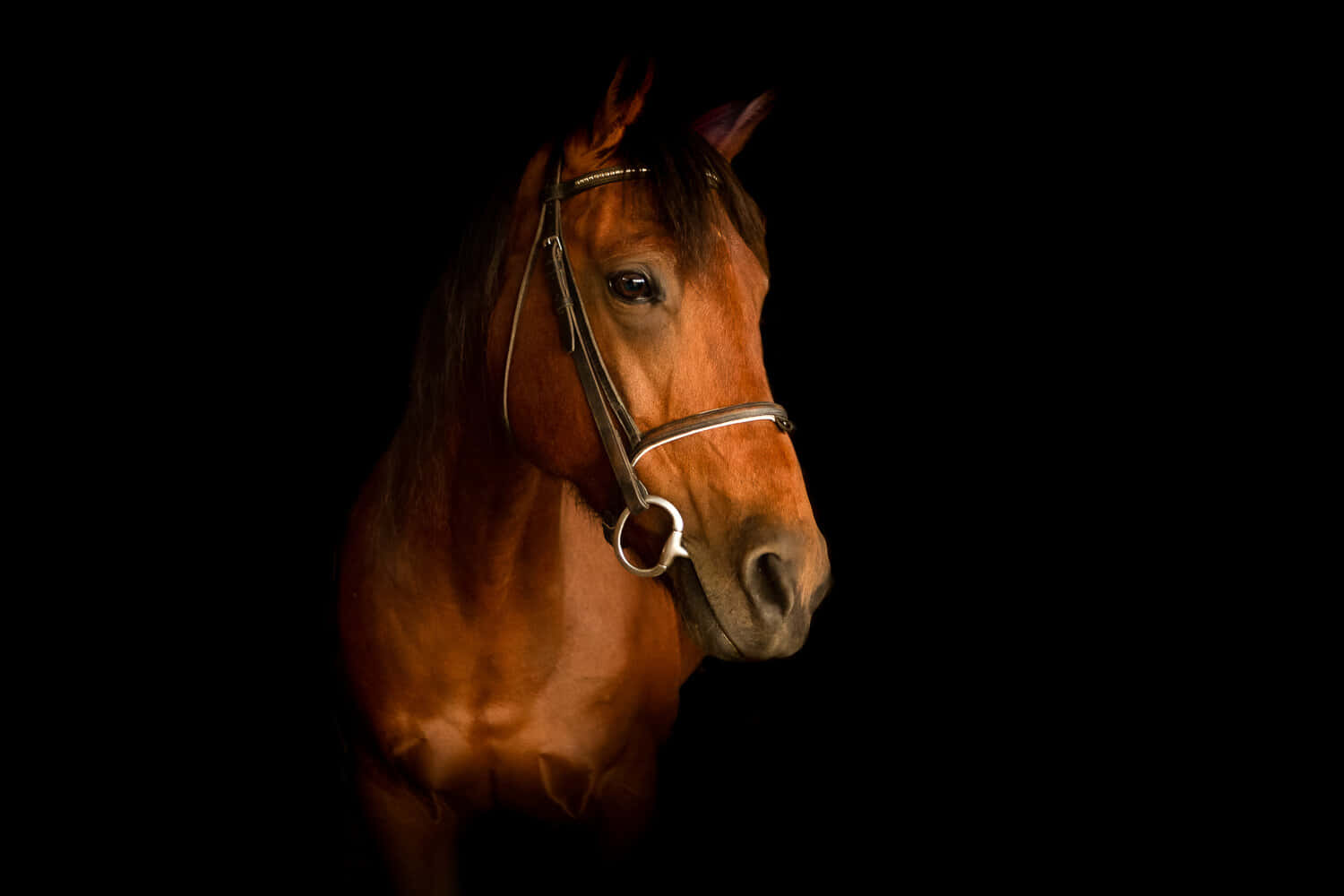 En fantastisk paint-hest mot solnedgang Bakgrunner