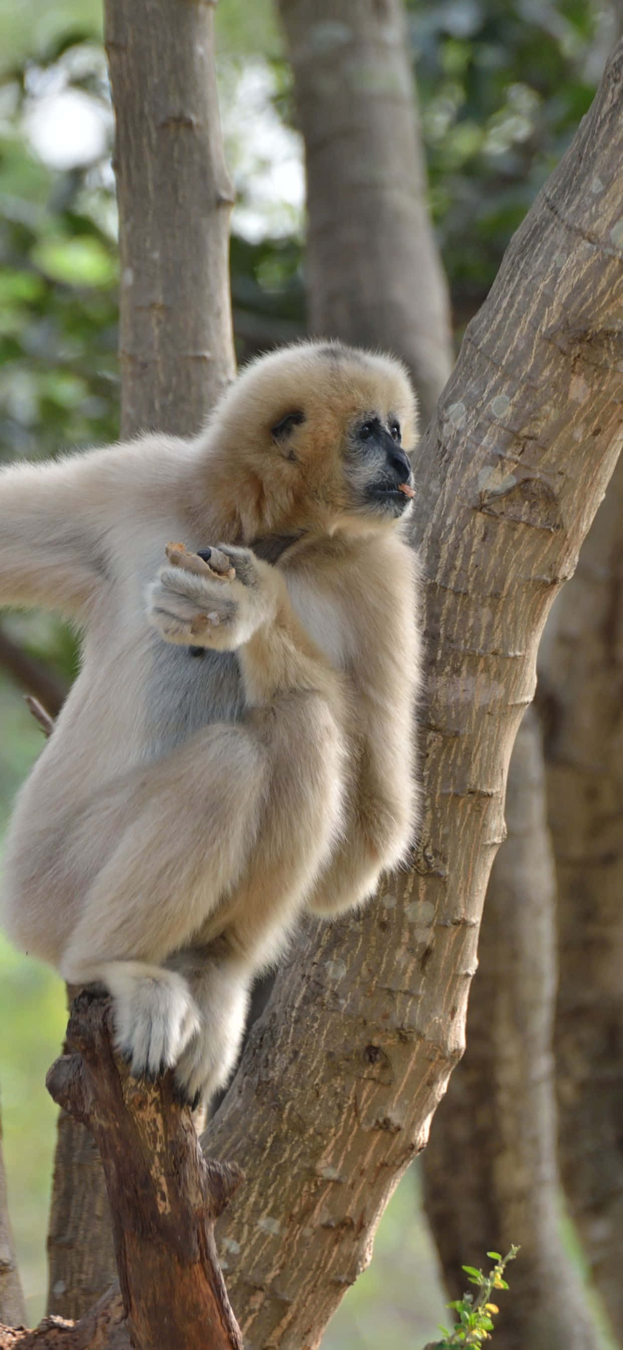En fantastisk utsikt over iPhone Xs Max og en Gibbon Bakgrunner