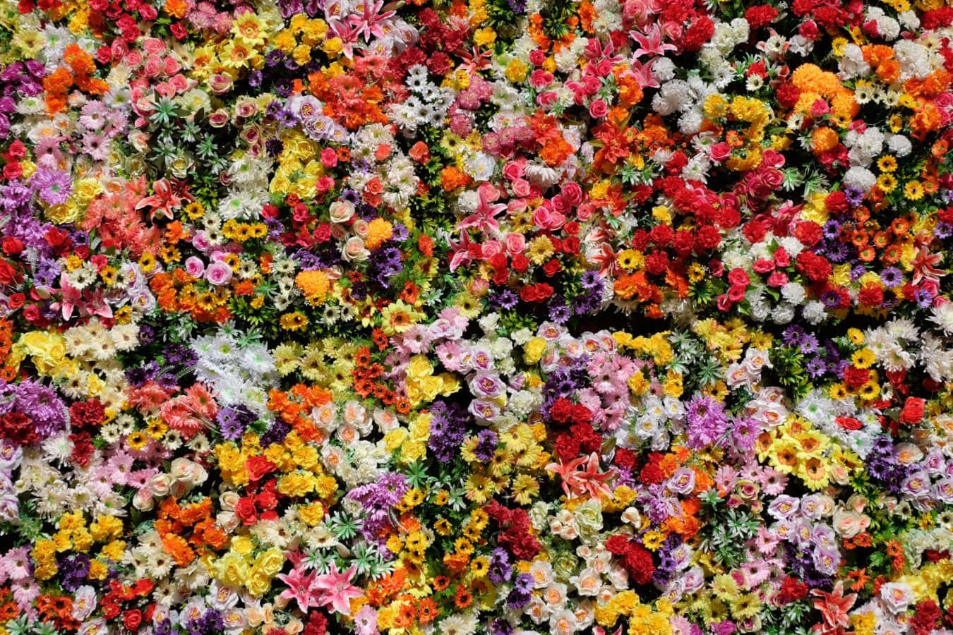 En fantastisk vakker blomst Bakgrunner