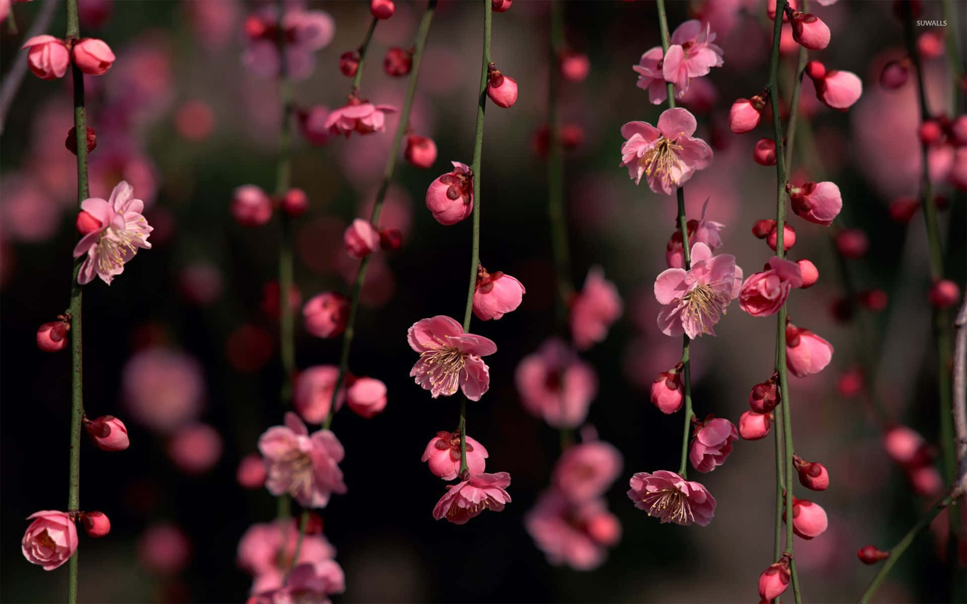 En fargerik sommer med rosa blomster Bakgrunner