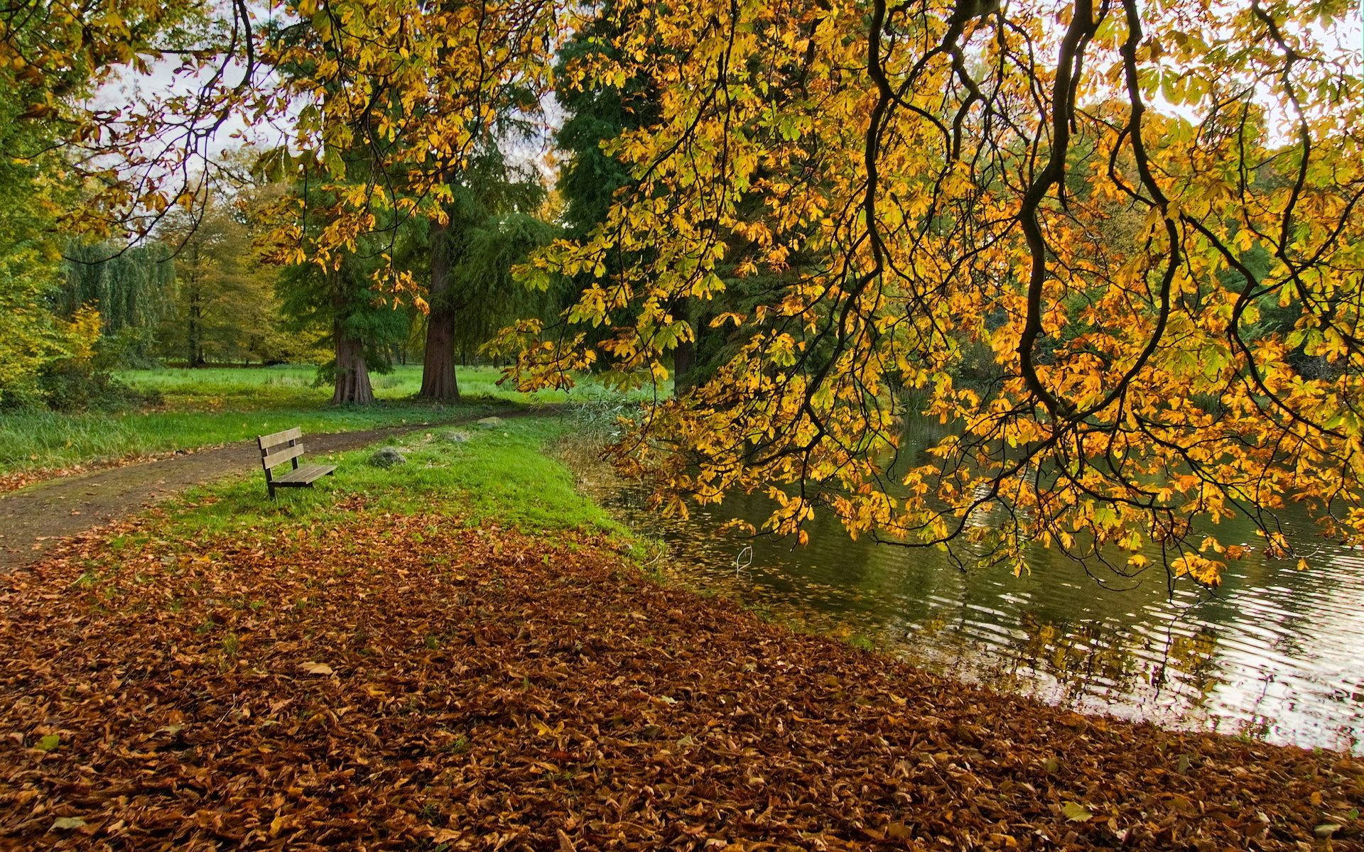 En fortryllende høstdam omgitt av fargede trær Bakgrunner