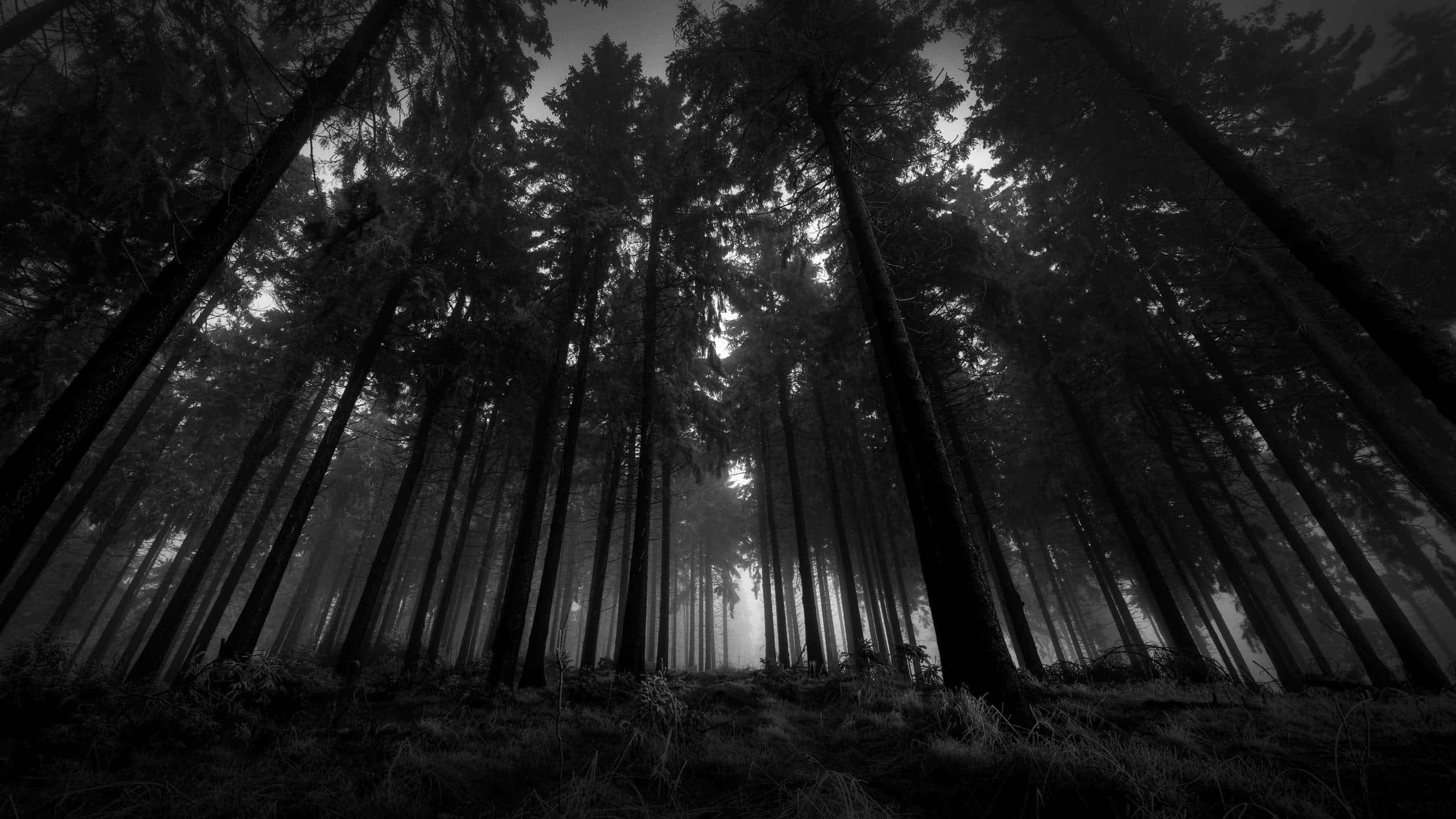 En fortryllende utsikt over Mørkeskogen Bakgrunner