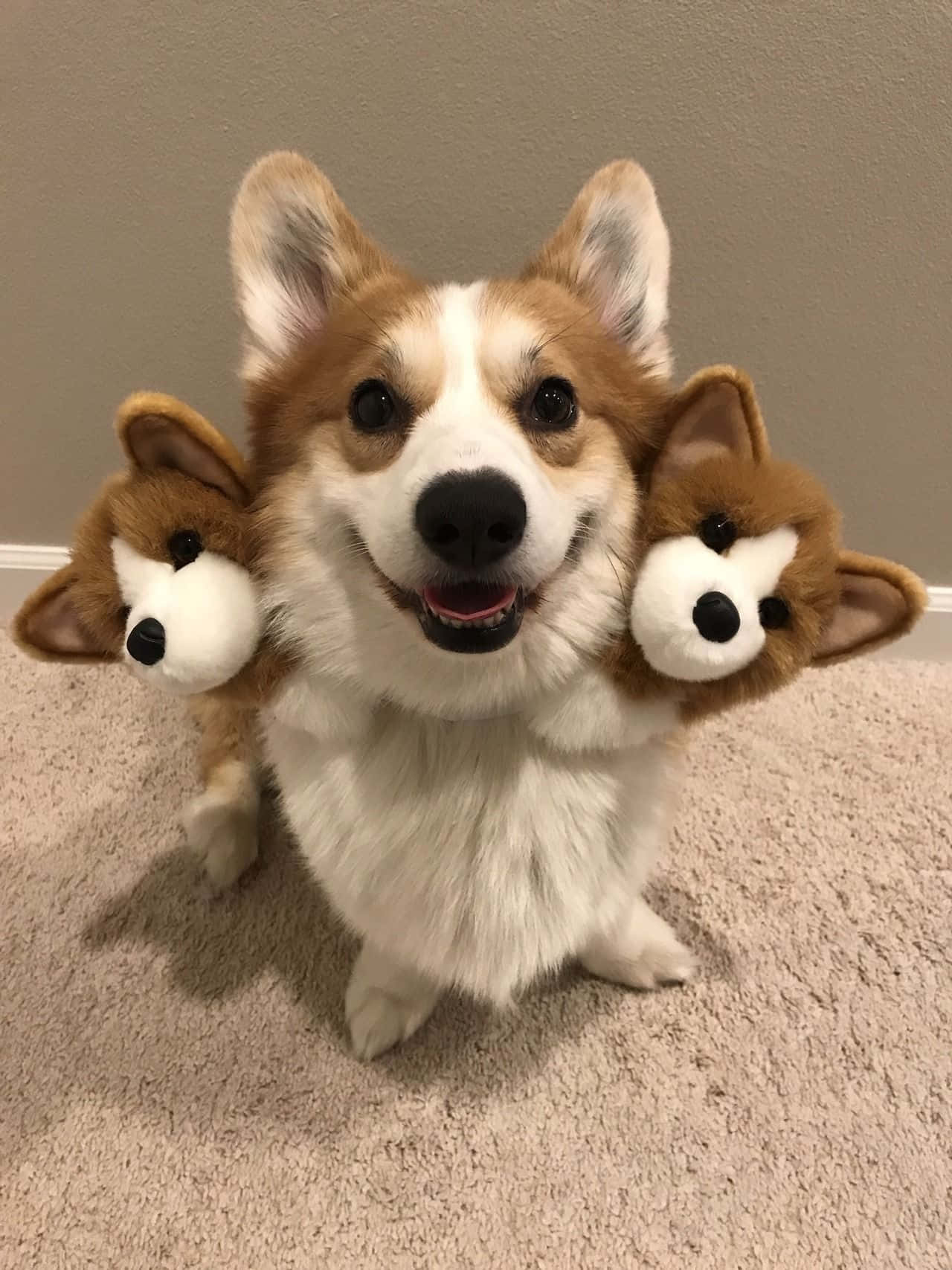 En glad corgi som nyter en perfekt dag! Bakgrunner