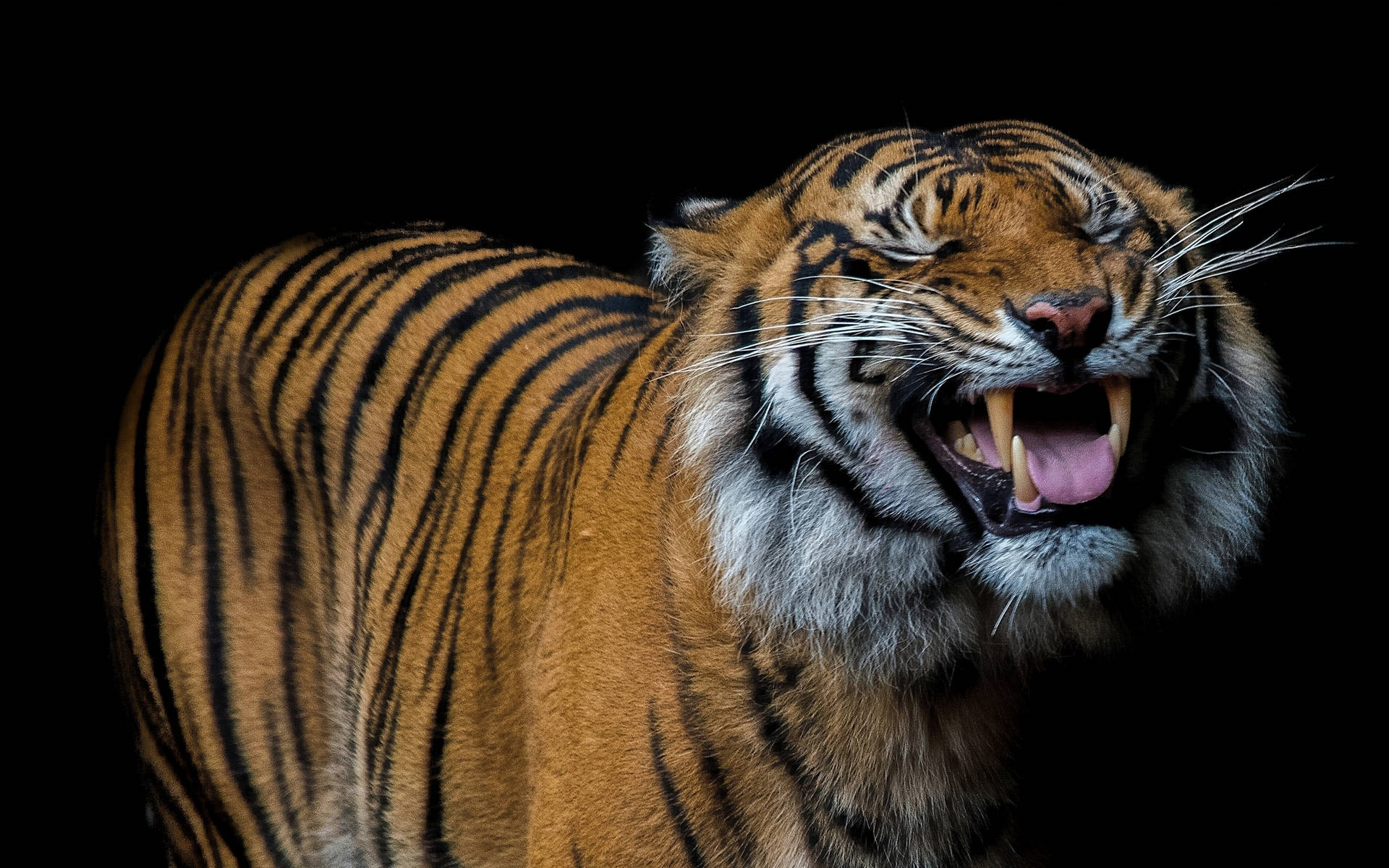 Glad smilende tiger bakgrunnsbilde på svart bakgrunn