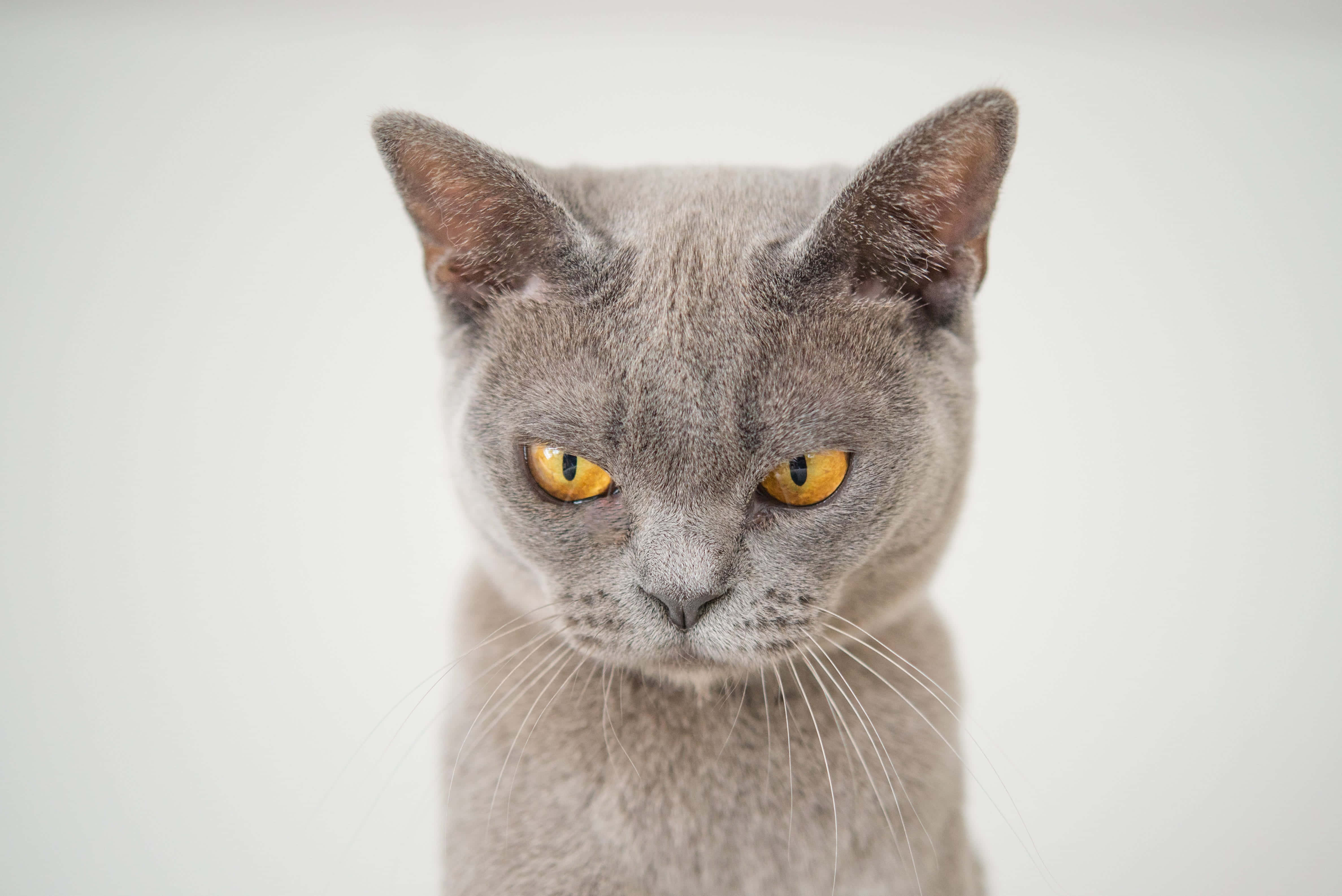 en grå katt med gule øyne ser inn i kameraet Bakgrunner