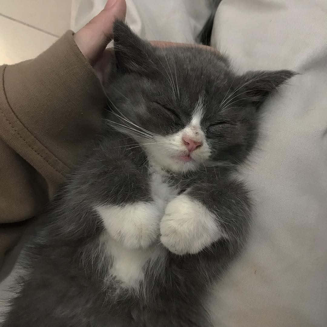 en grå og hvit kattunge som sover på fanget til en person Bakgrunner