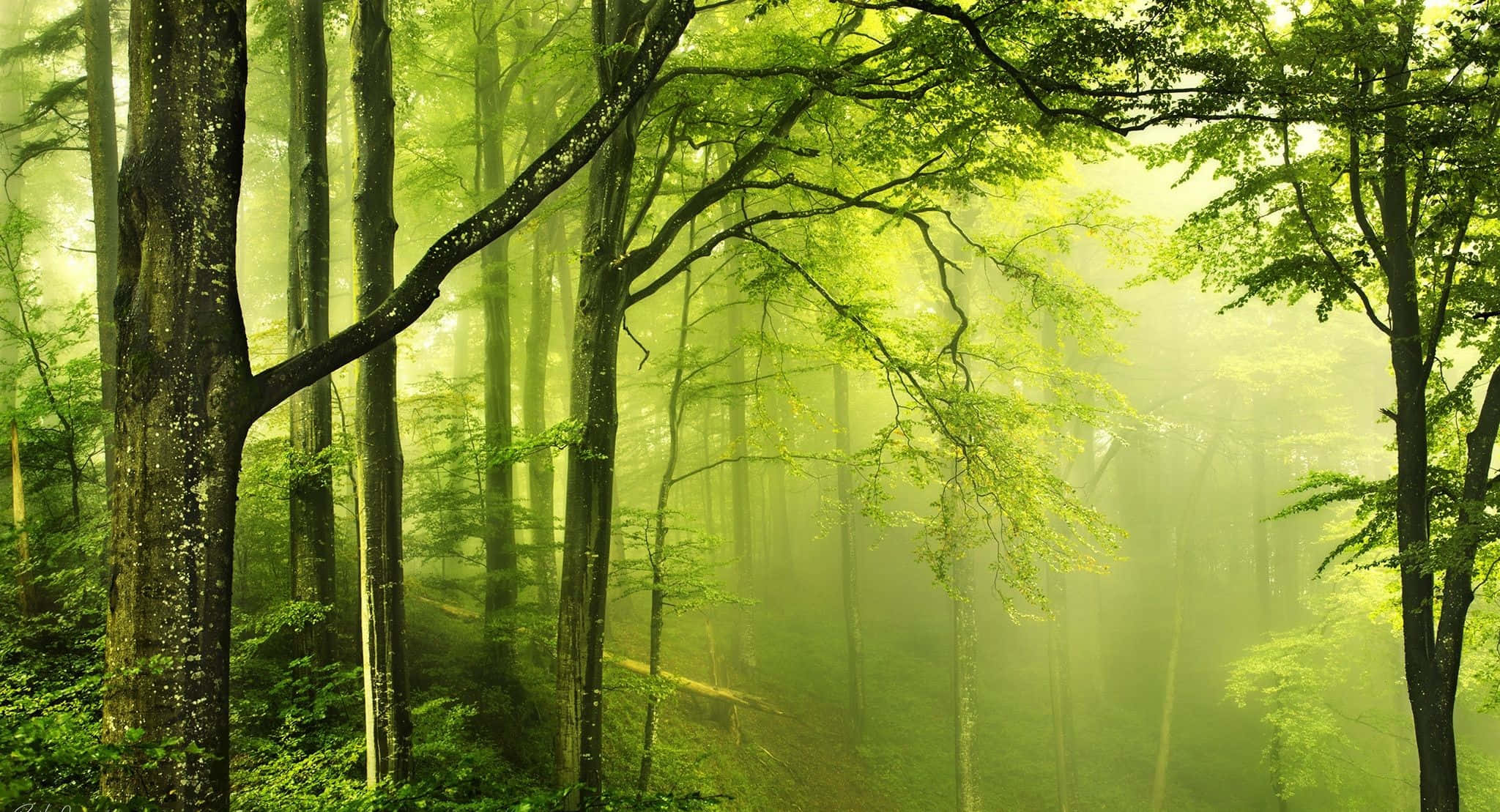 en grønn skog med trær og tåke Bakgrunner