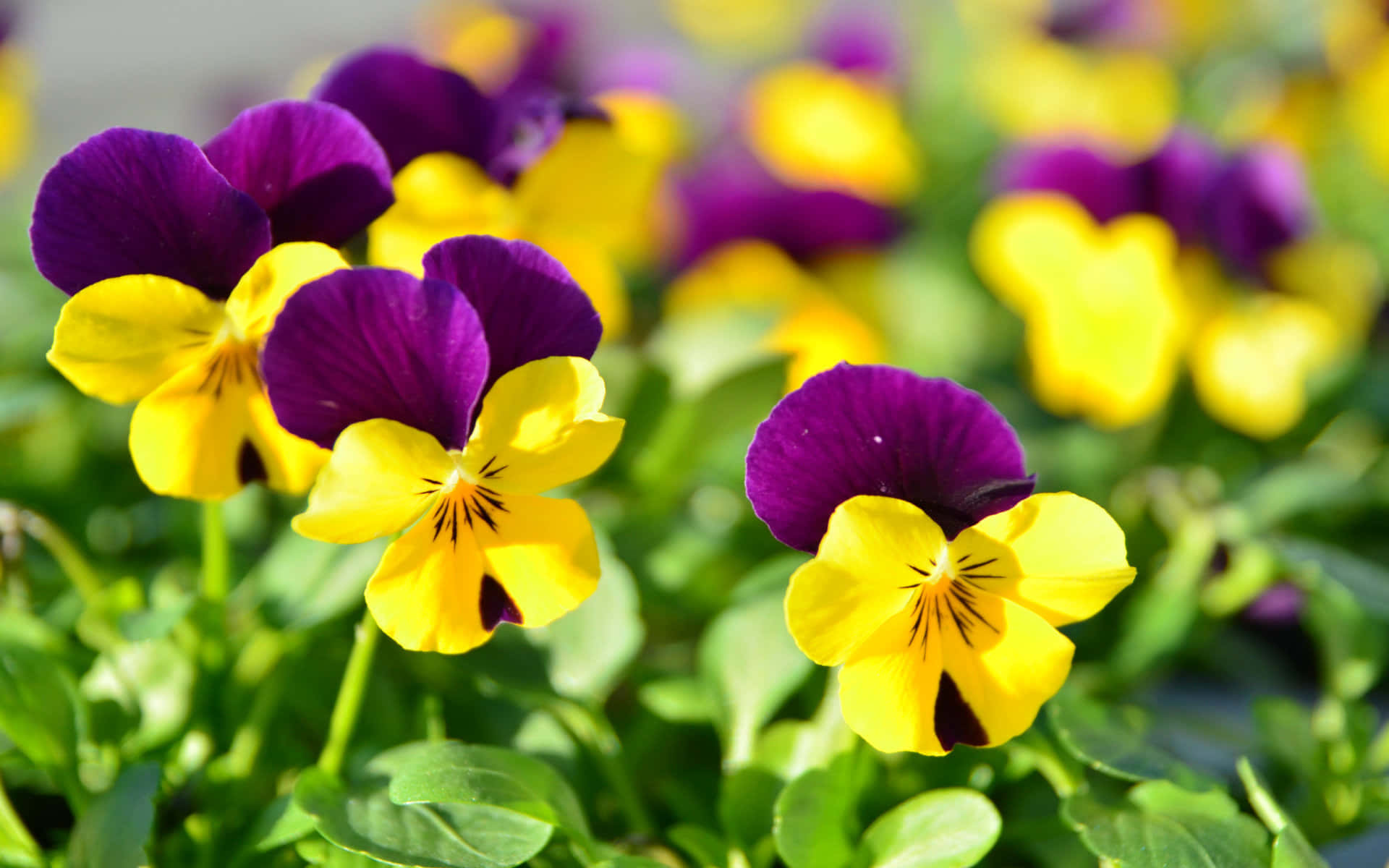 en gruppe lilla og gule stemorsblomster som vokser i bakken Bakgrunner
