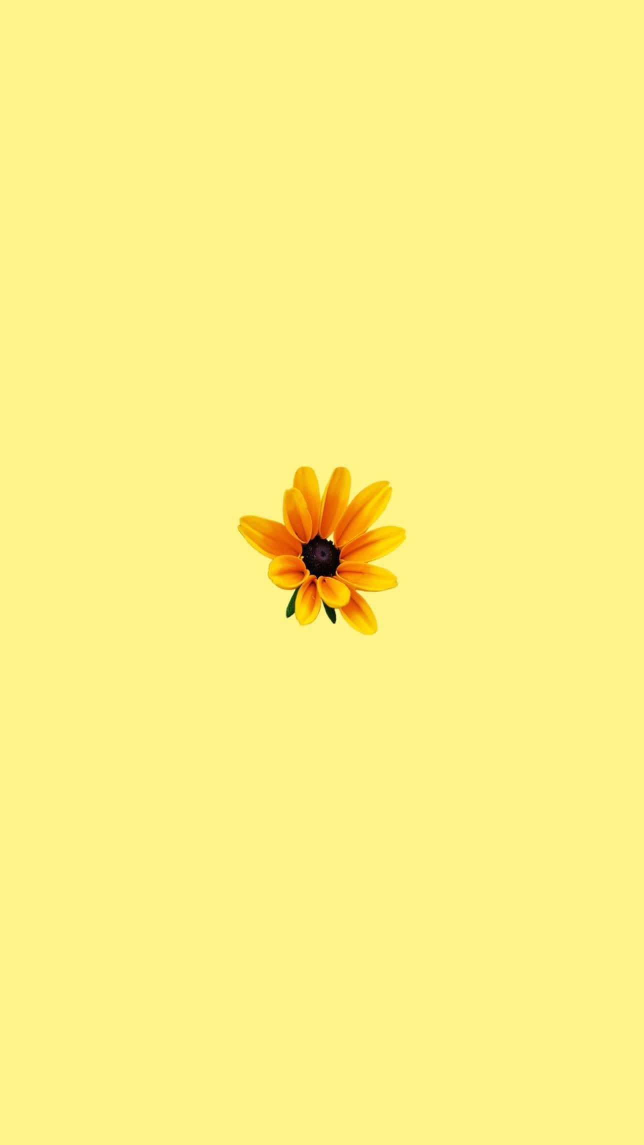 en gul blomst på en gul bakgrunn Bakgrunner