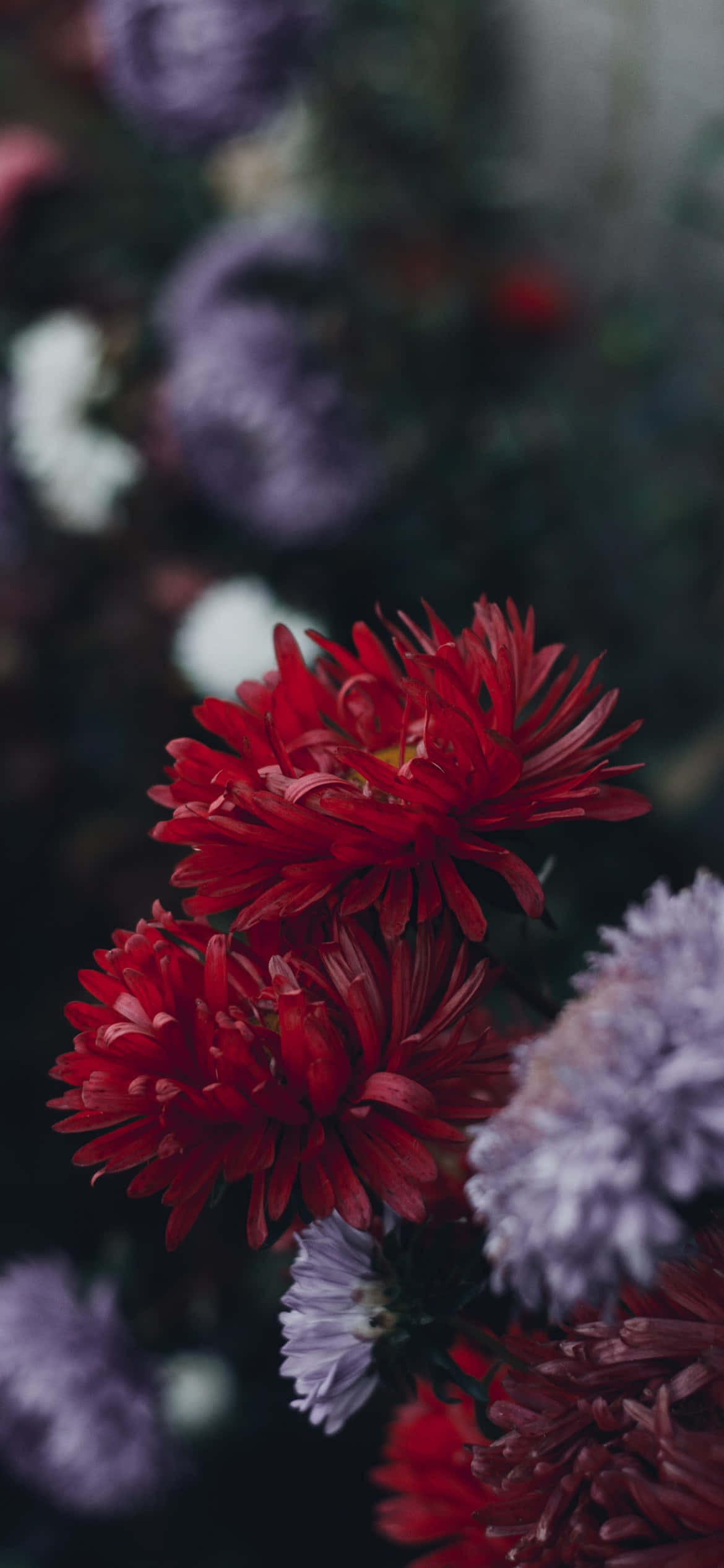 En hage full av vakre blomster, perfekt som iPhone-bakgrunn Bakgrunner
